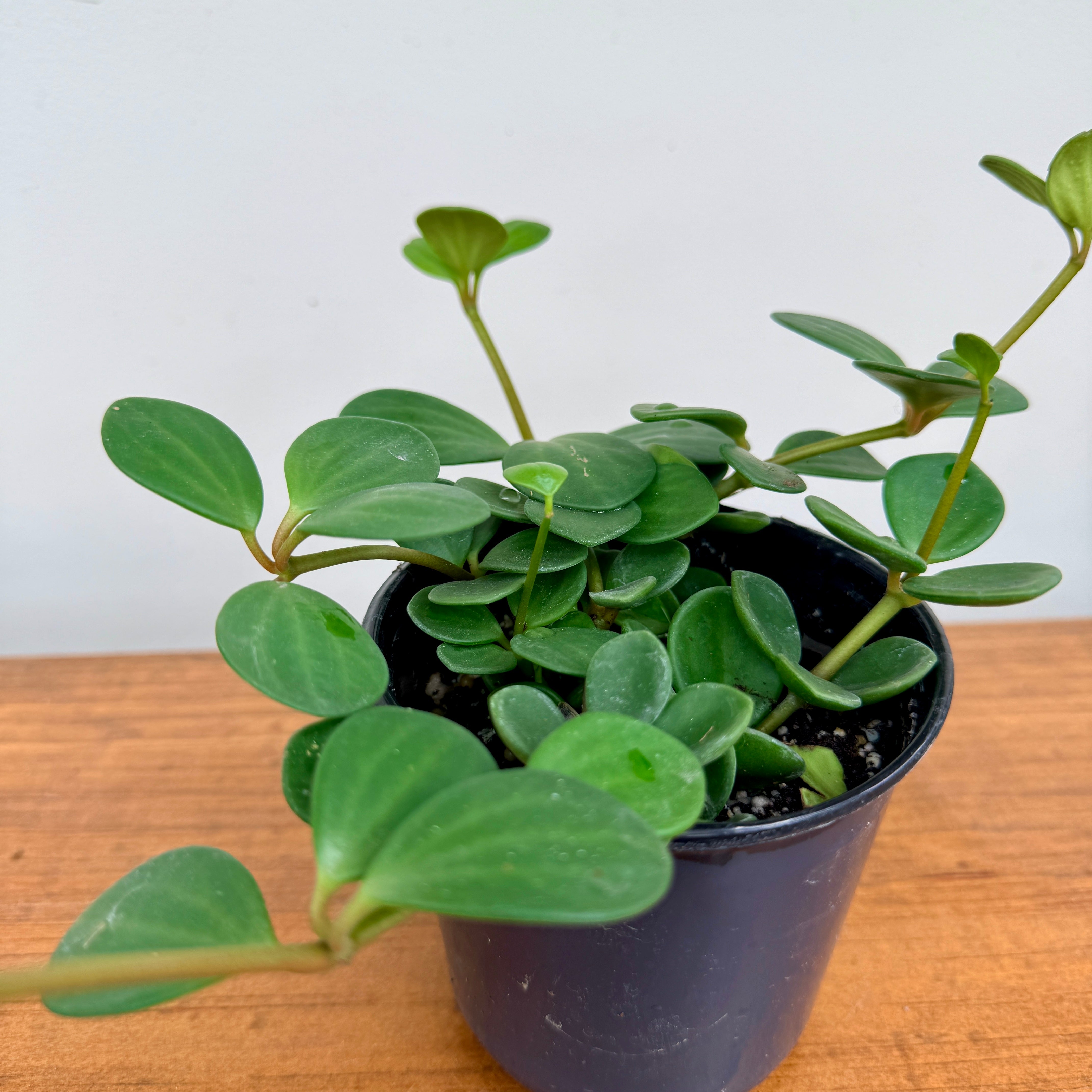 Peperomia Hope (Peperomia tetraphylla) – 4" Pot