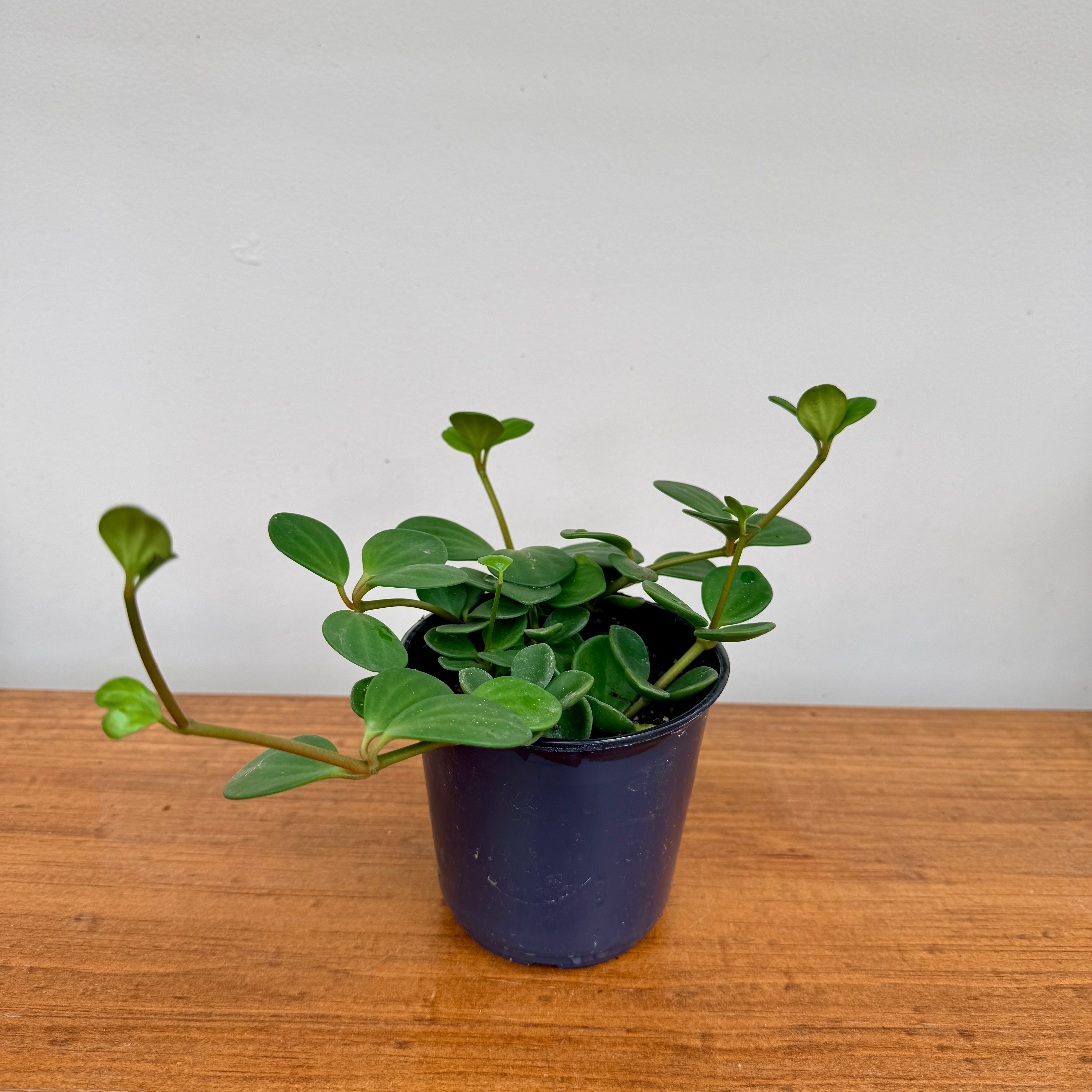 Peperomia Hope (Peperomia tetraphylla) – 4" Pot