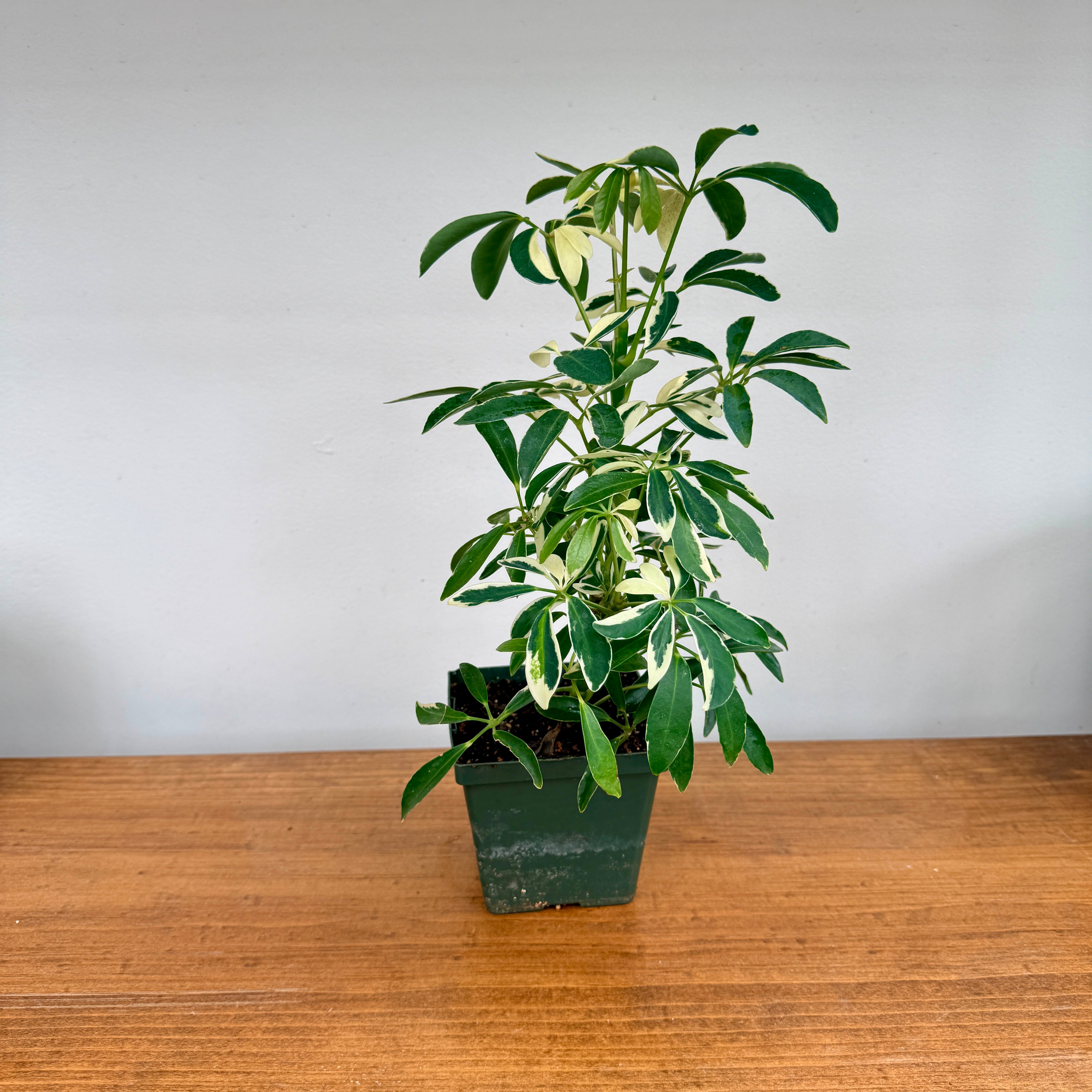 Umbrella Tree ‘Arboricola Variegated’ (Schefflera arboricola ‘Variegated’) – 4" Pot