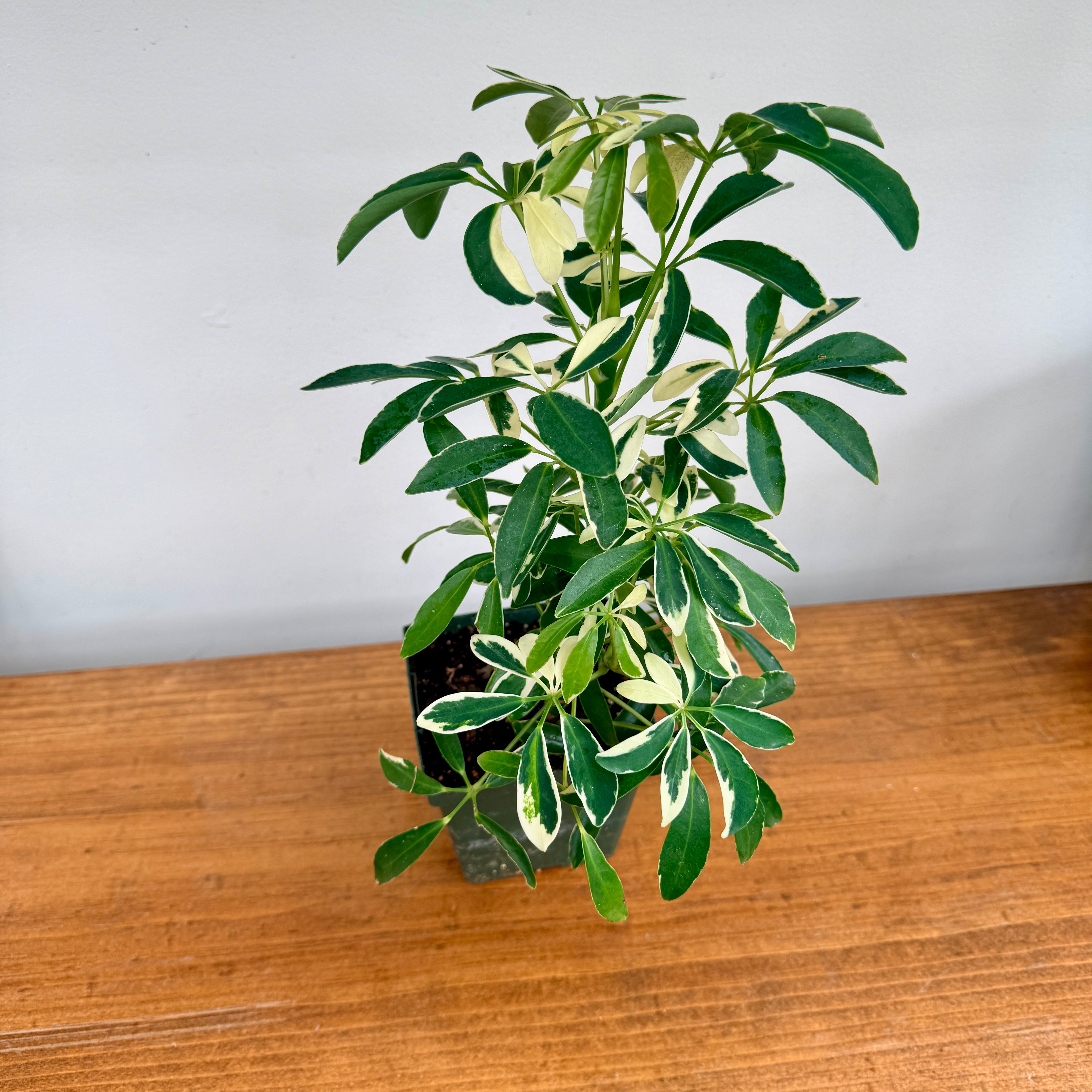 Umbrella Tree ‘Arboricola Variegated’ (Schefflera arboricola ‘Variegated’) – 4" Pot
