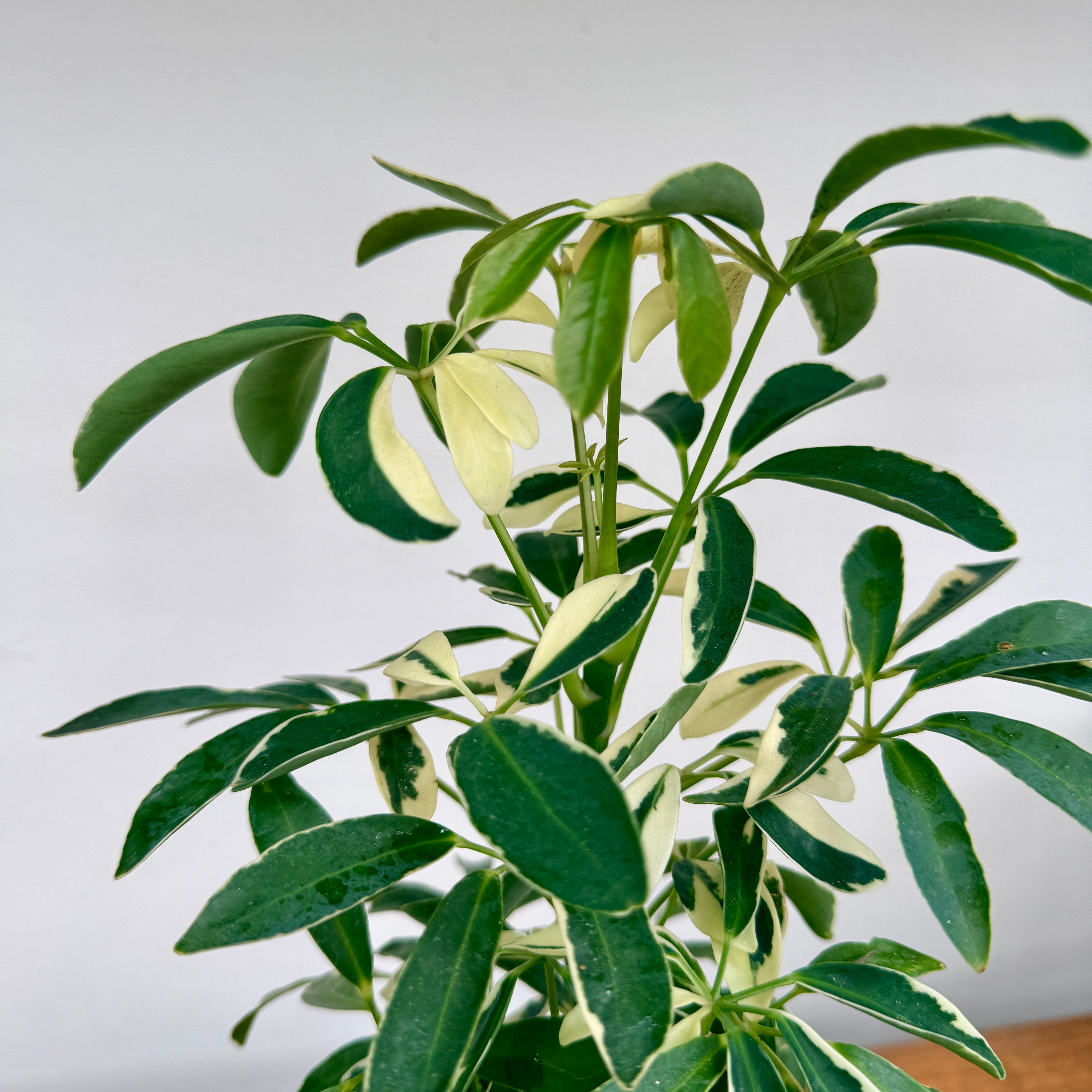 Umbrella Tree ‘Arboricola Variegated’ (Schefflera arboricola ‘Variegated’) – 4" Pot