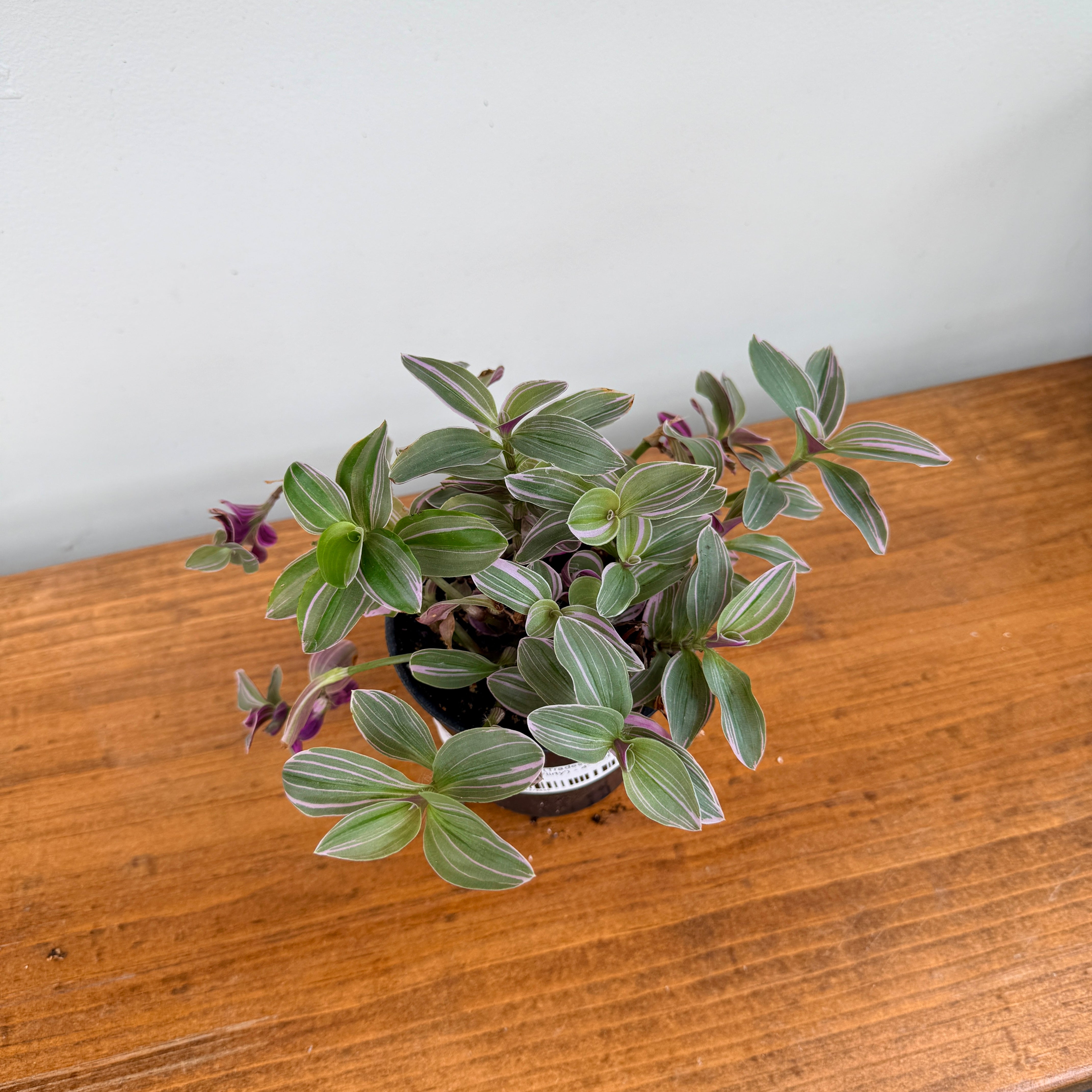 Bubblegum Inch Plant (Tradescantia blossfeldiana 'Feelin Flirty') - 4" Pot