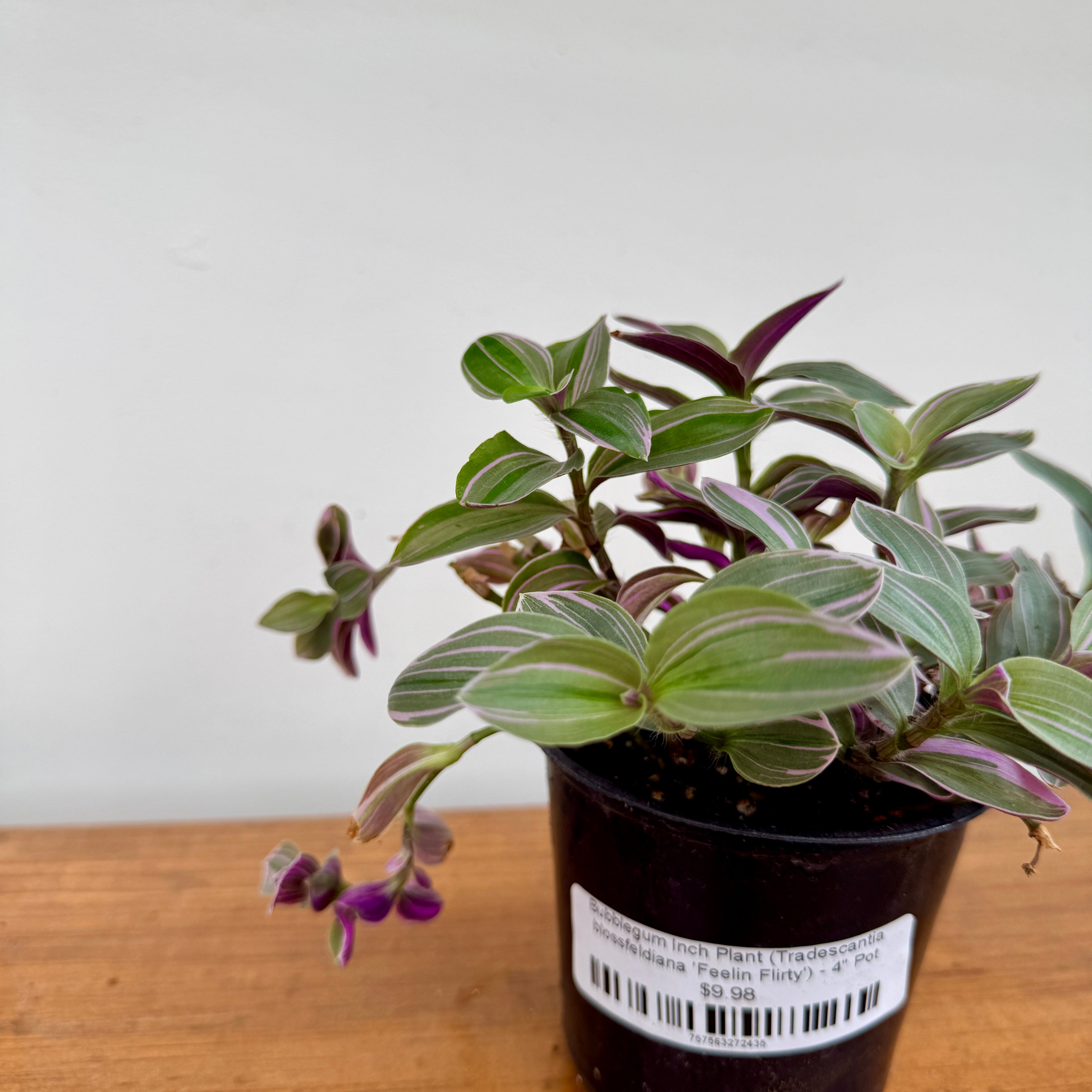 Bubblegum Inch Plant (Tradescantia blossfeldiana 'Feelin Flirty') - 4" Pot