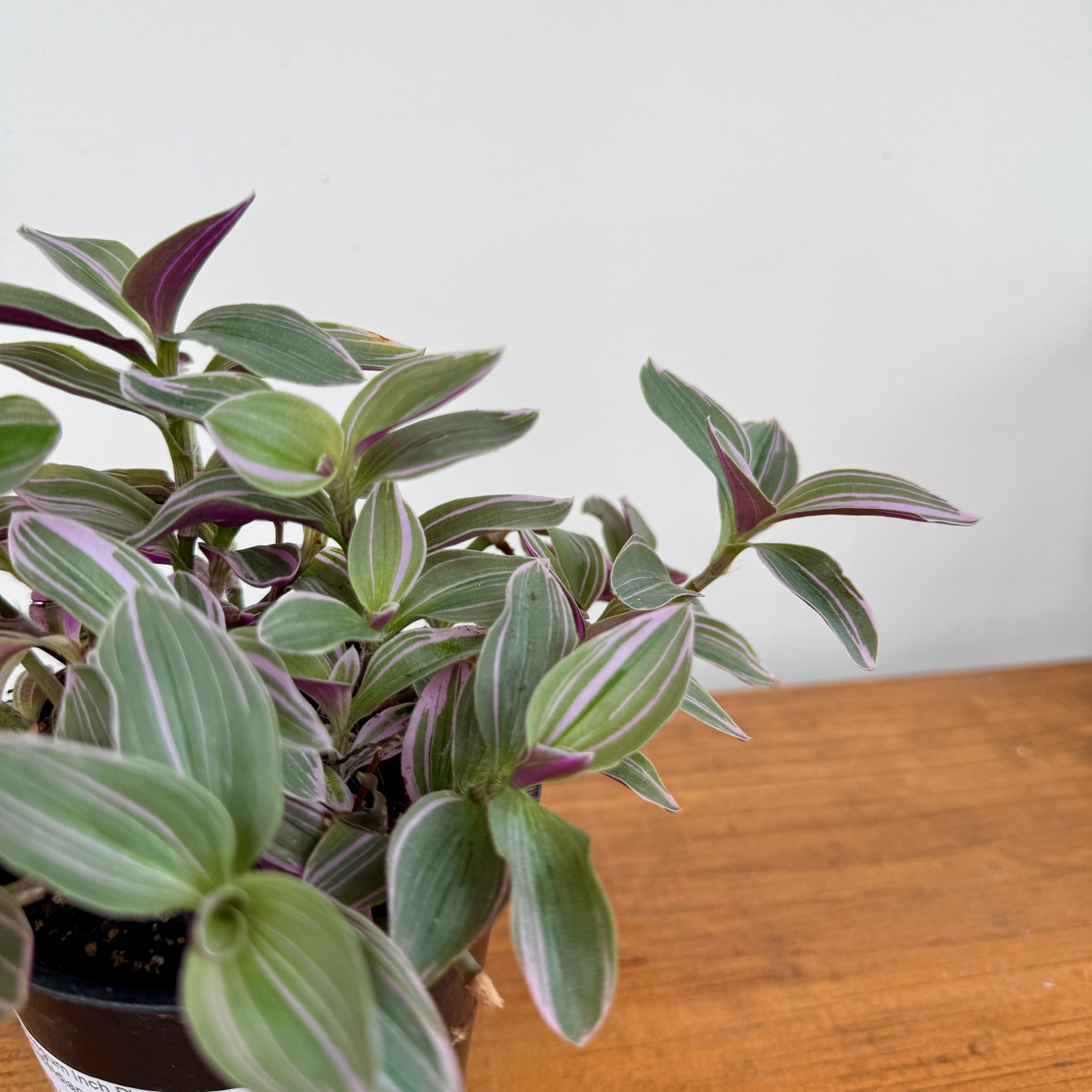 Bubblegum Inch Plant (Tradescantia blossfeldiana 'Feelin Flirty') - 4" Pot