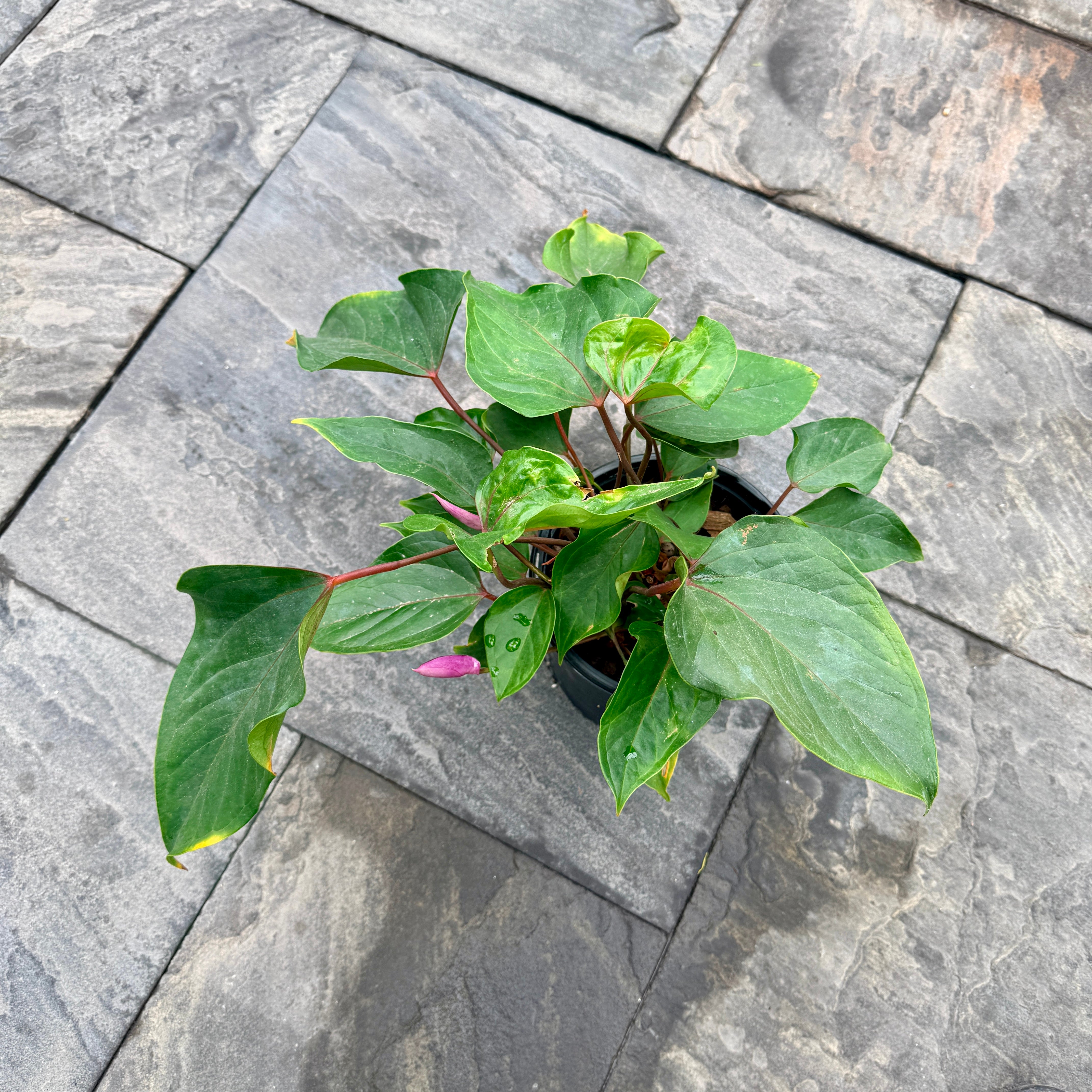 Anthurium 'Miss June Purple' (Anthurium andreanum 'Miss June Purple') - 8" Pot