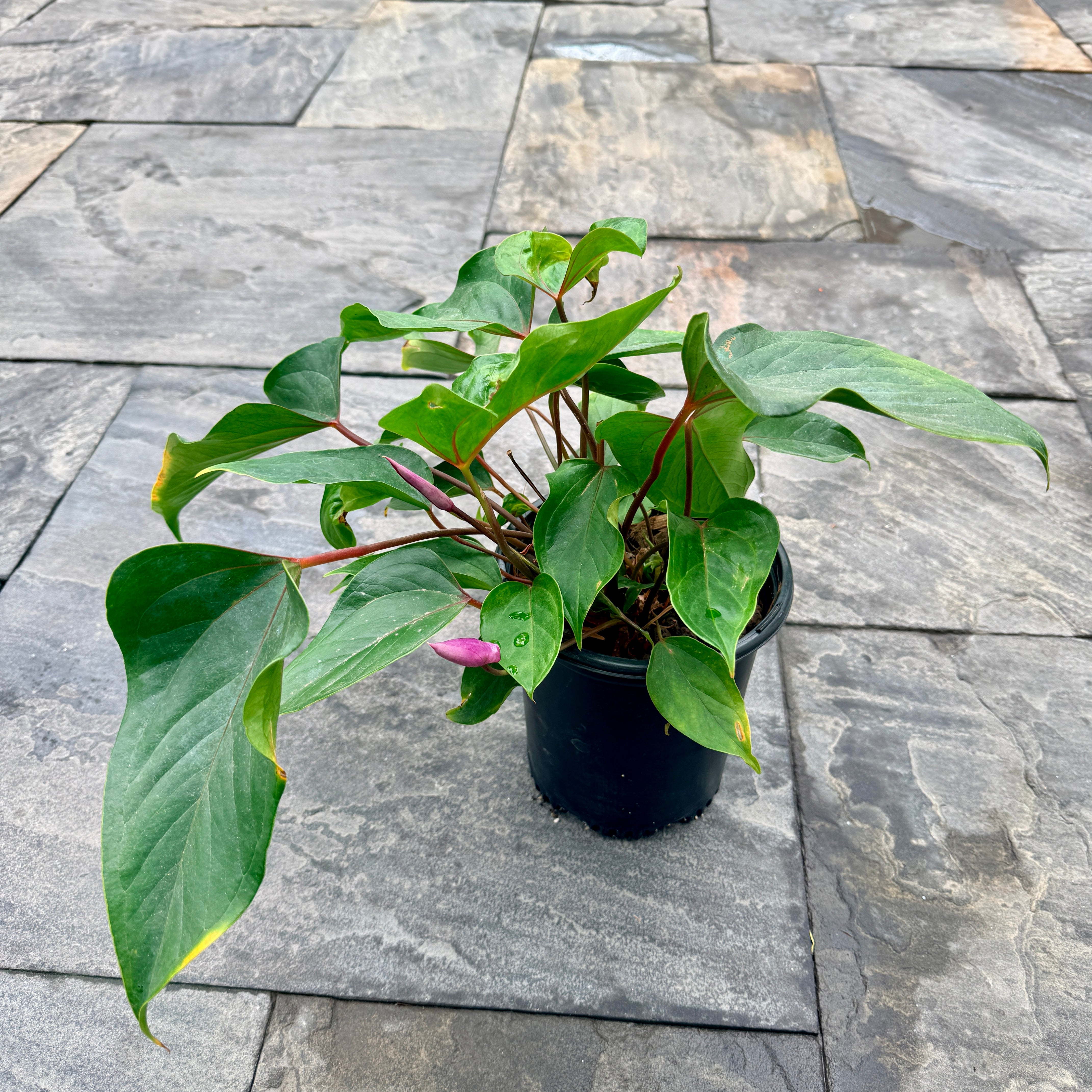 Anthurium 'Miss June Purple' (Anthurium andreanum 'Miss June Purple') - 8" Pot
