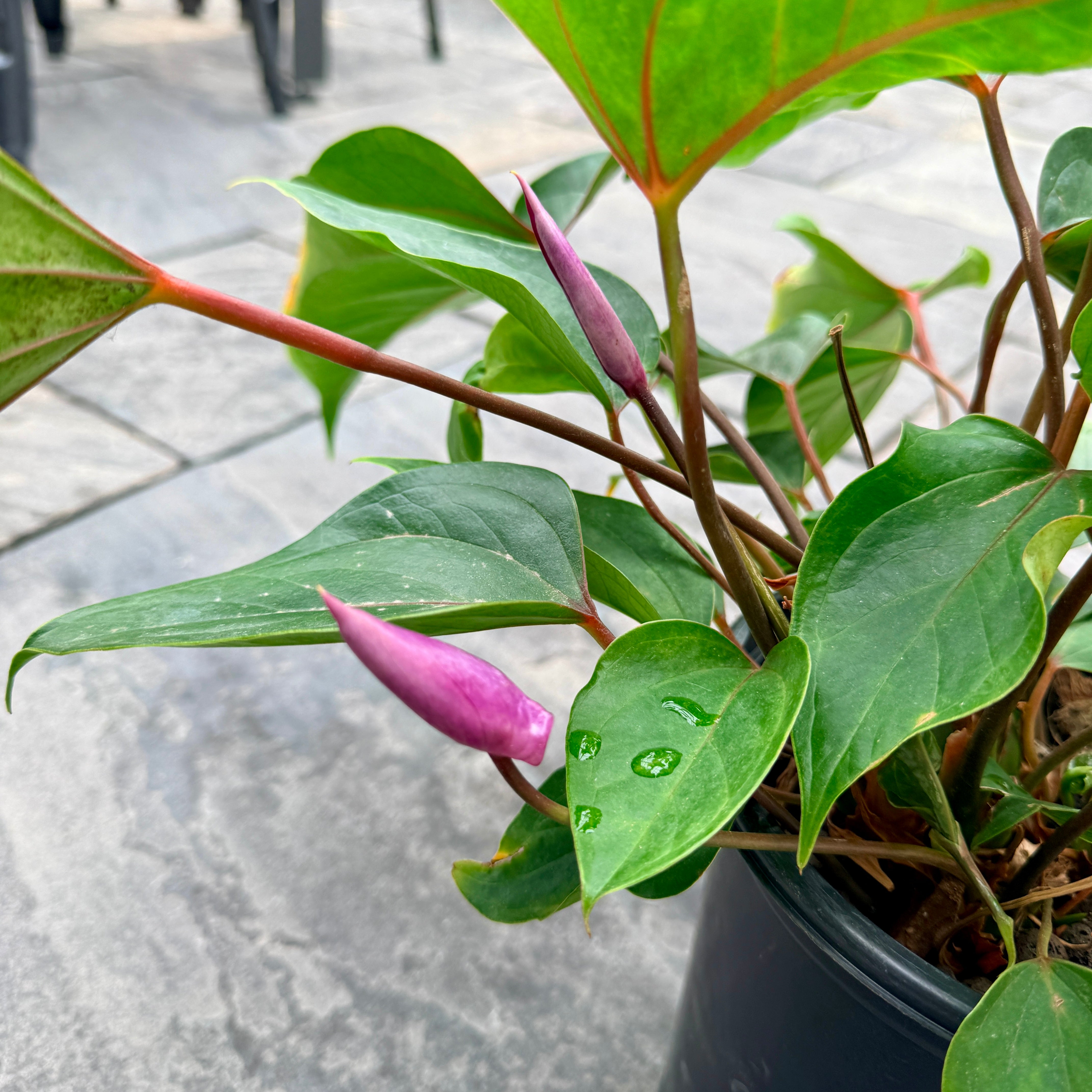 Anthurium 'Miss June Purple' (Anthurium andreanum 'Miss June Purple') - 8" Pot