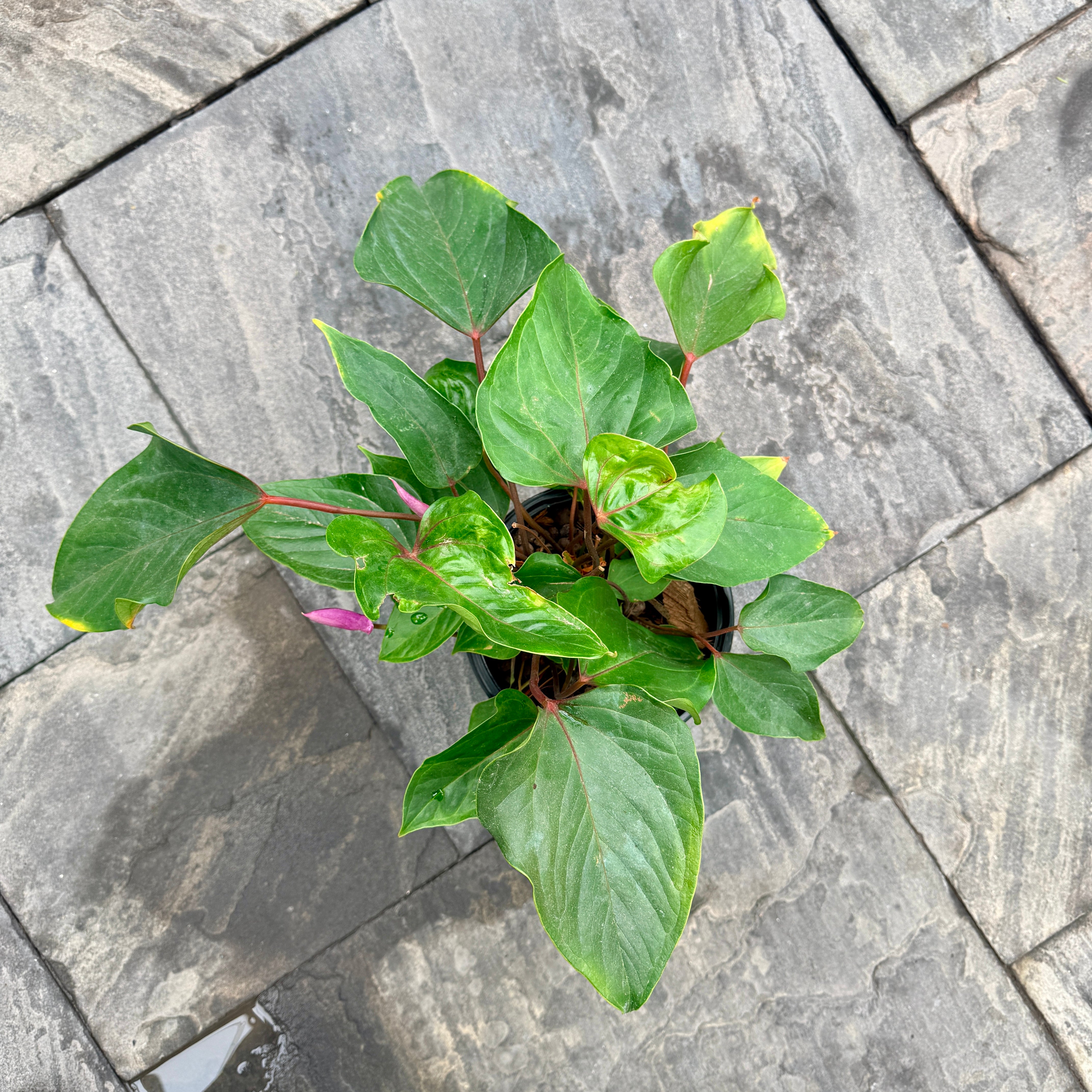 Anthurium 'Miss June Purple' (Anthurium andreanum 'Miss June Purple') - 8" Pot