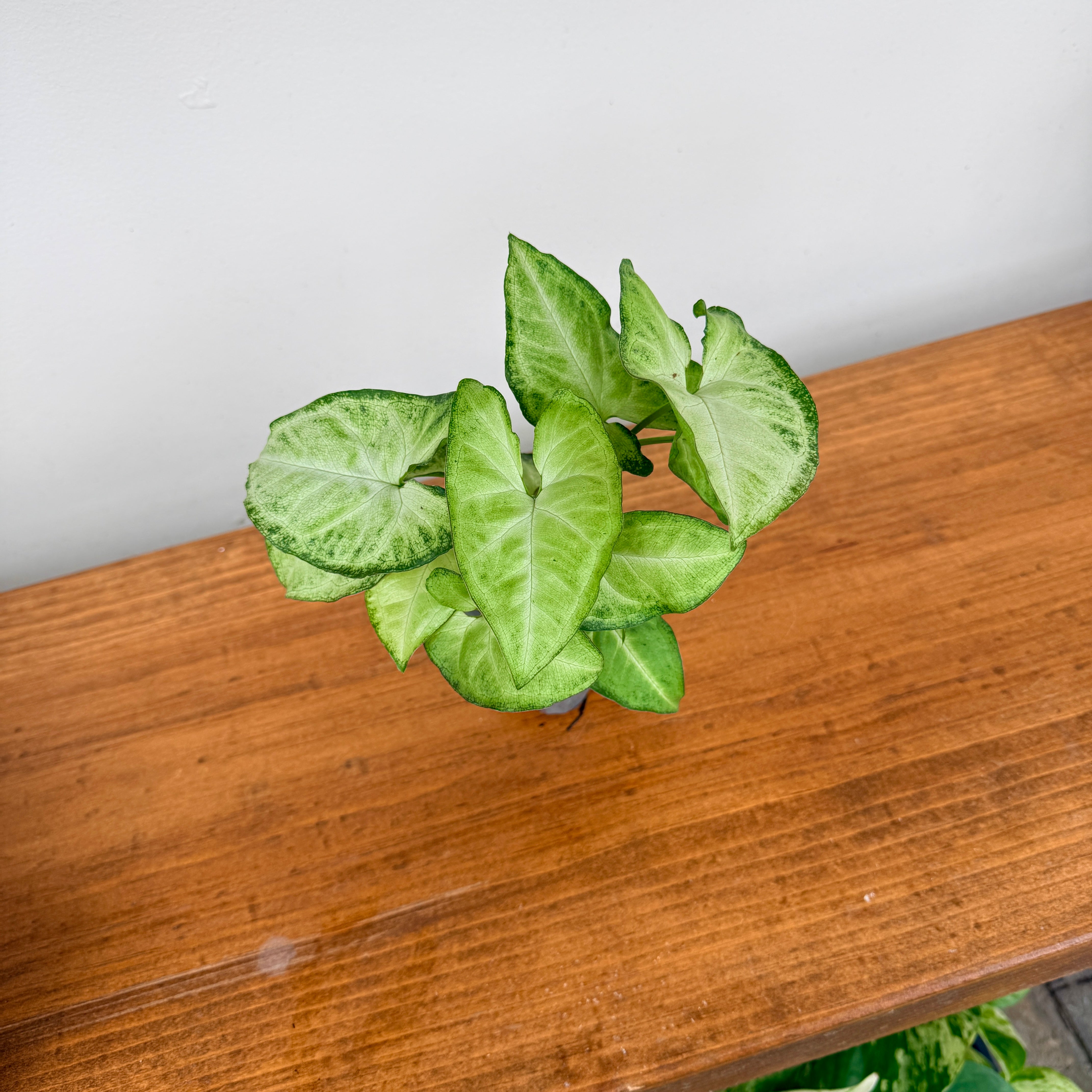 Syngonium ‘White Butterfly’ (Syngonium podophyllum ‘White Butterfly’) – 3" Pot
