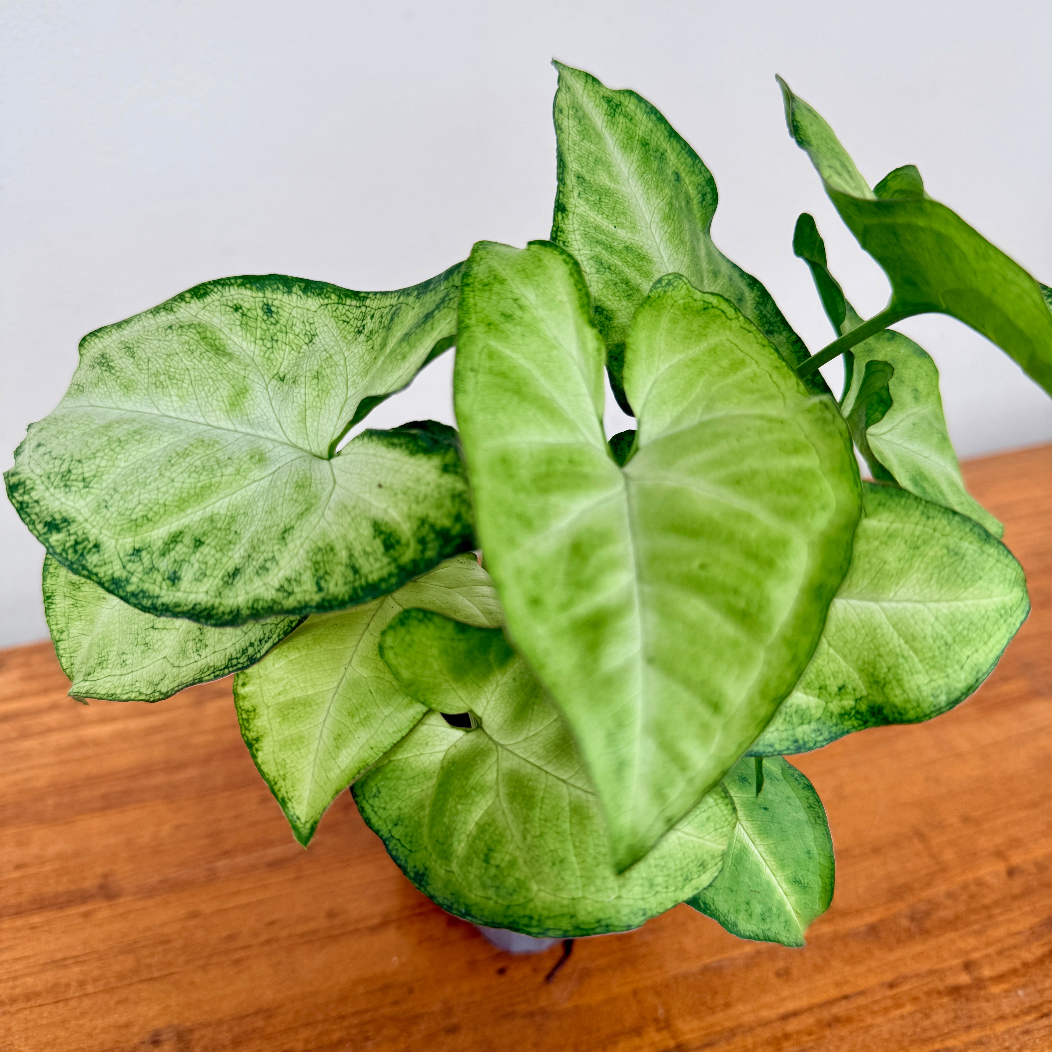 Syngonium ‘White Butterfly’ (Syngonium podophyllum ‘White Butterfly’) – 3" Pot