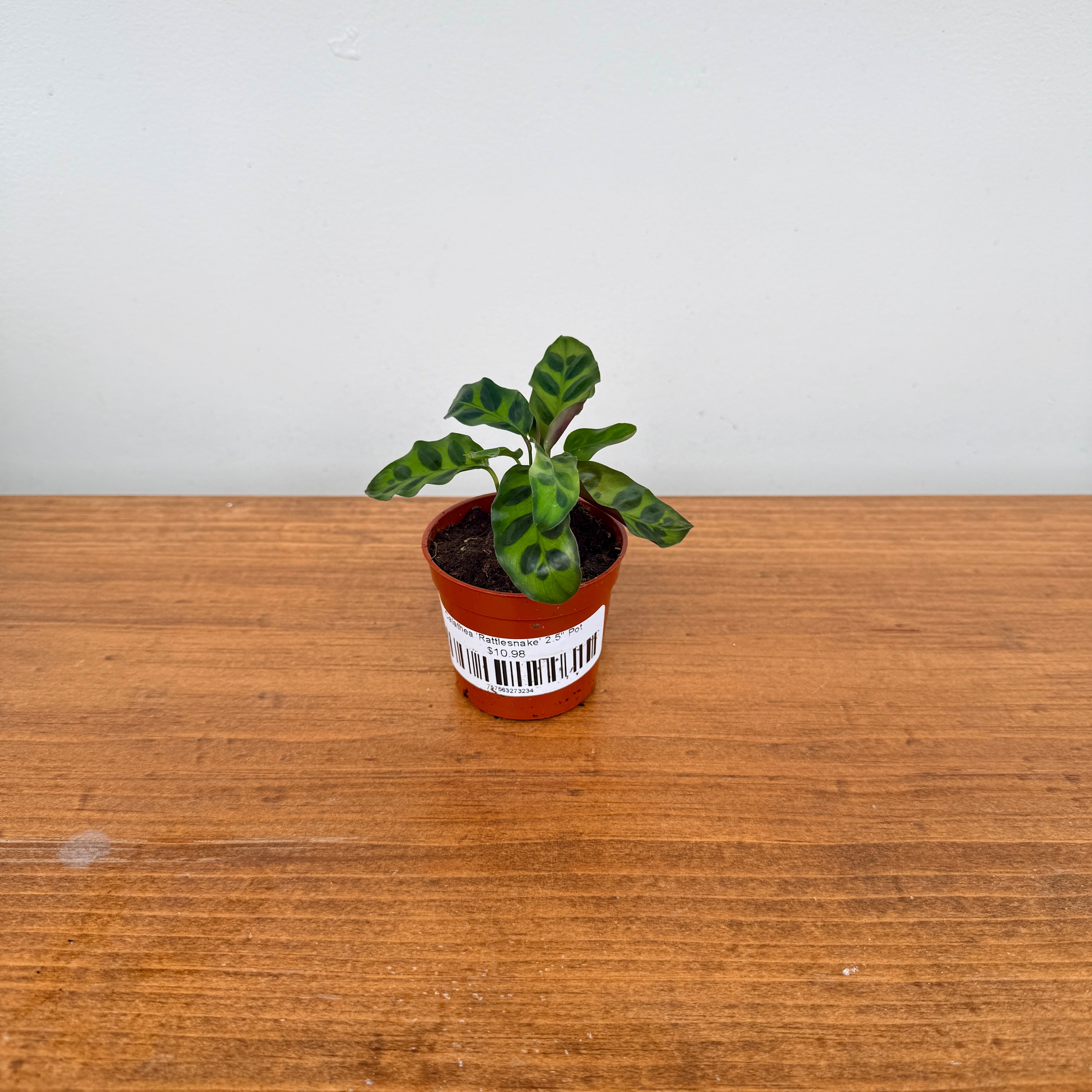 Calathea ‘Rattlesnake’ (Calathea lancifolia) – 2.5" Pot