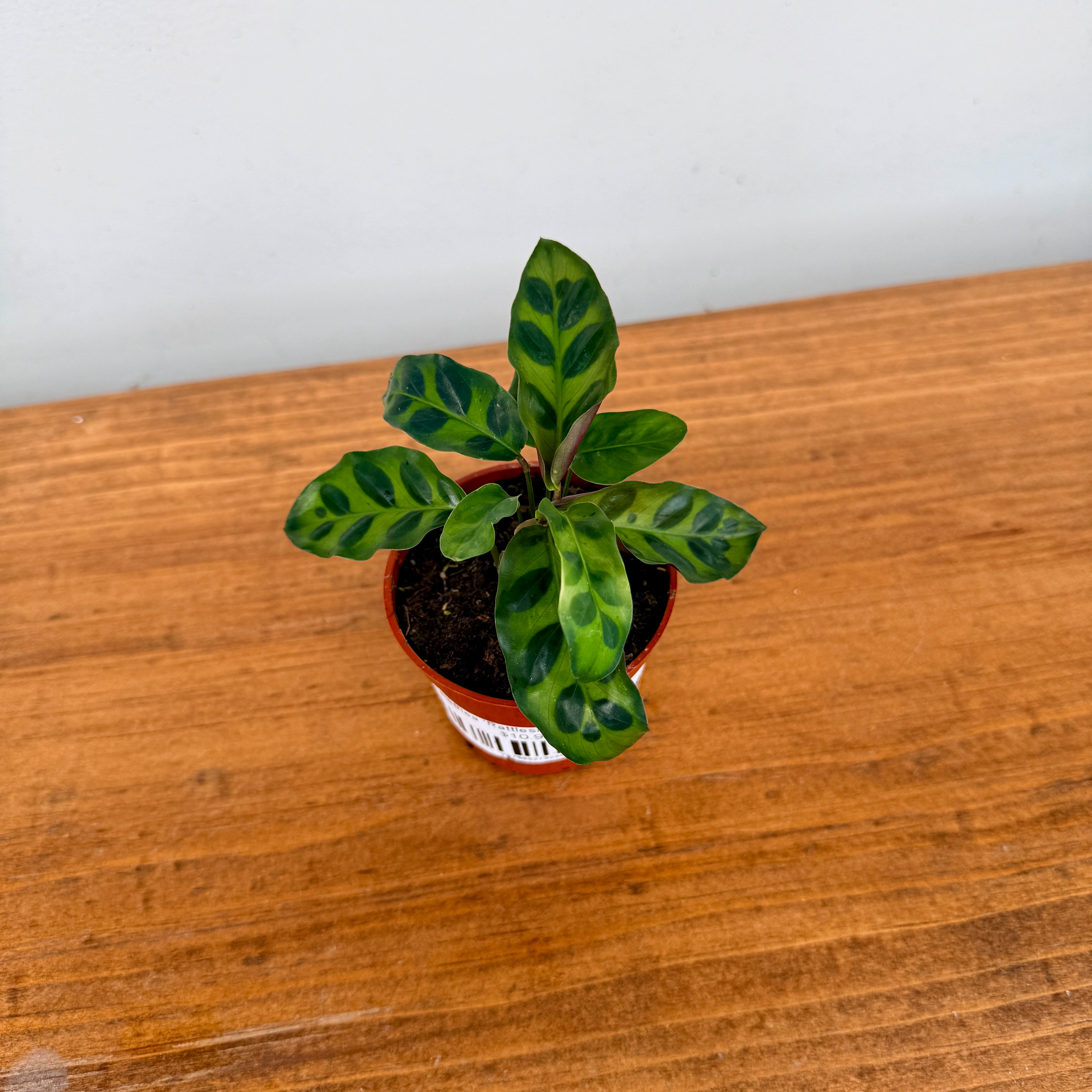 Calathea ‘Rattlesnake’ (Calathea lancifolia) – 2.5" Pot
