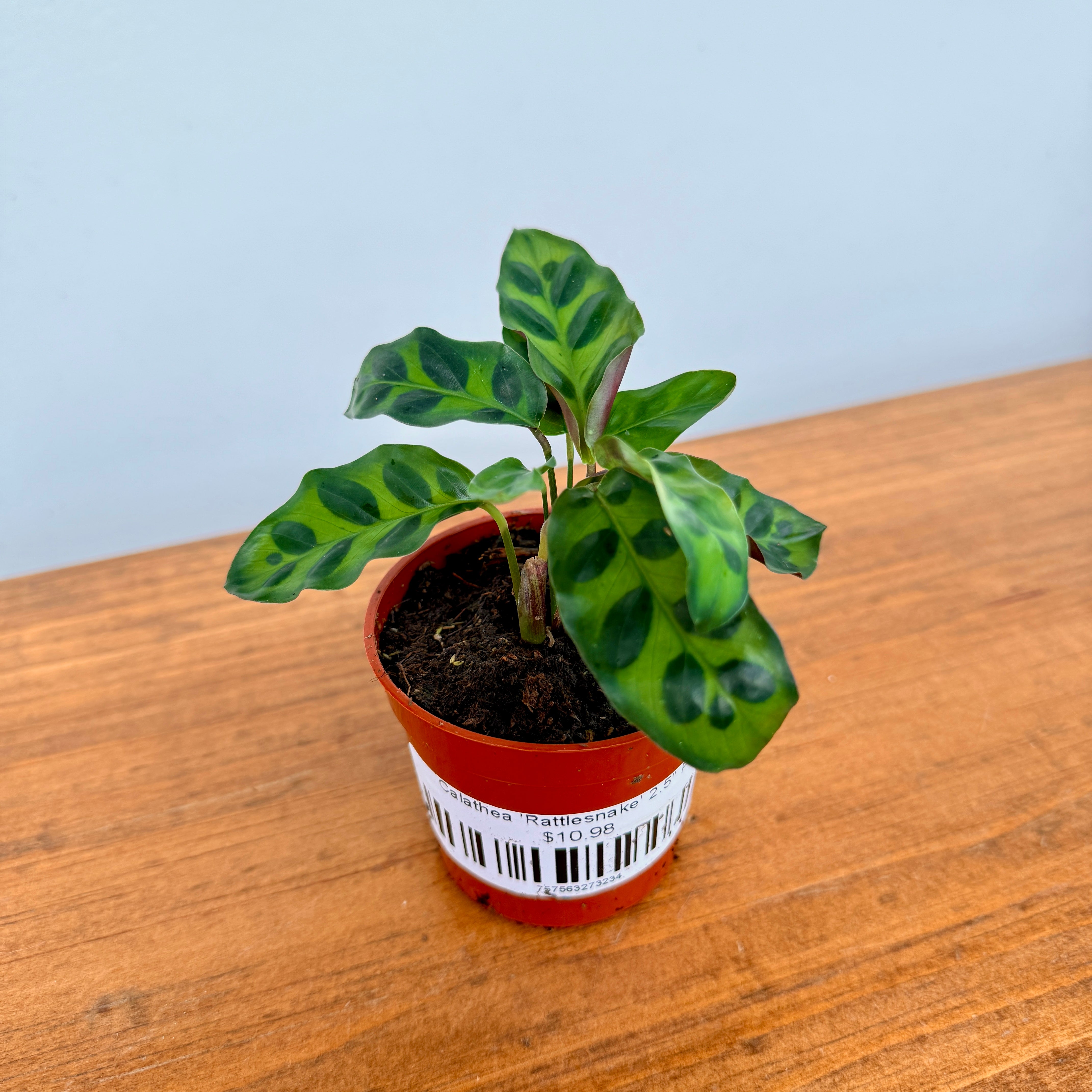 Calathea ‘Rattlesnake’ (Calathea lancifolia) – 2.5" Pot