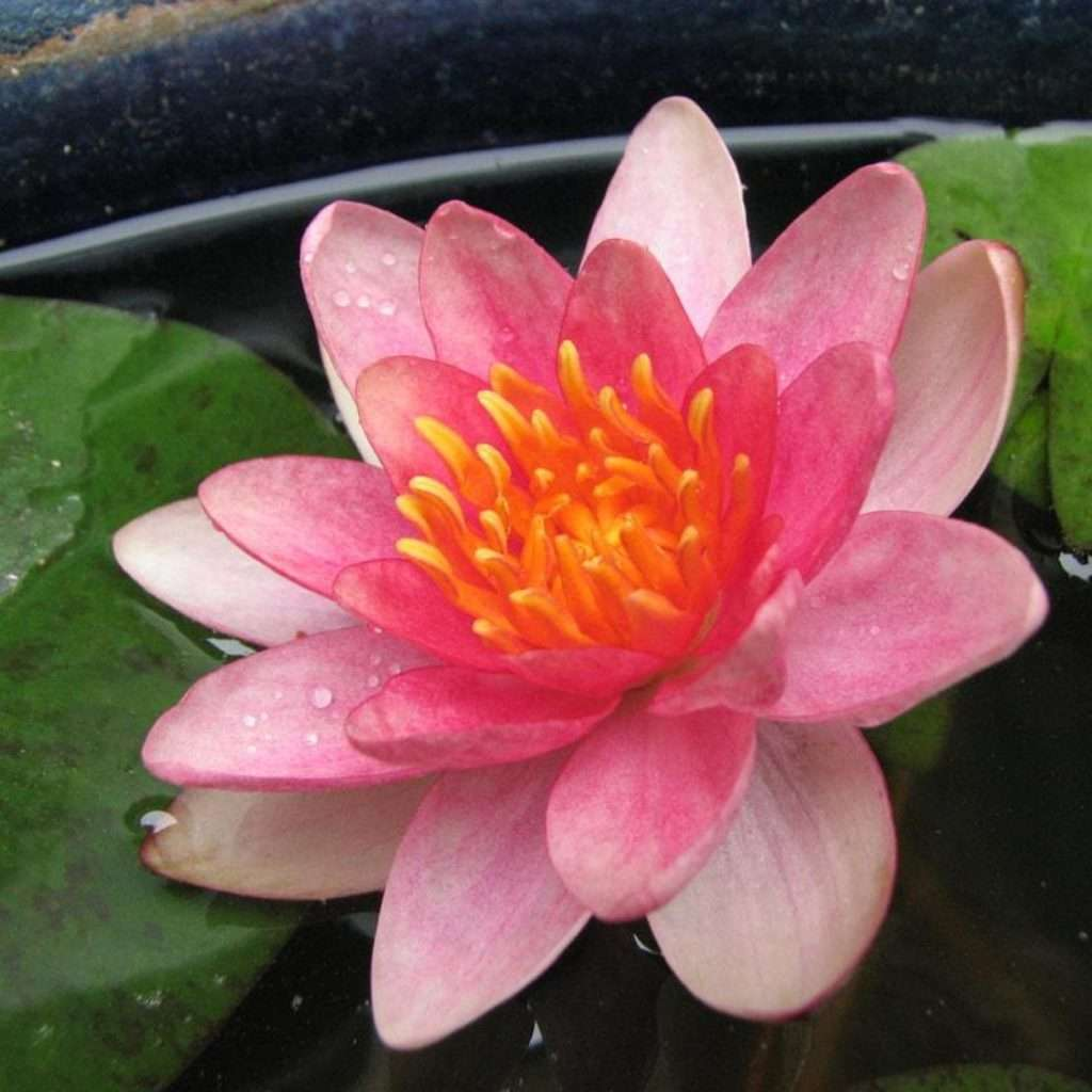 Hardy Water Lily Changeable 'Indiana' (Nymphaea 'Indiana') - 8" Pot