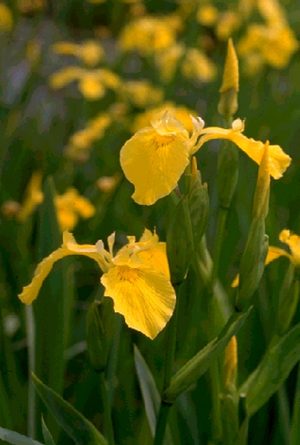 Yellow Water Iris (Iris pseudacorus)