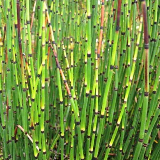 Horsetail (Equisetum hyemale) - 5.5" Pot