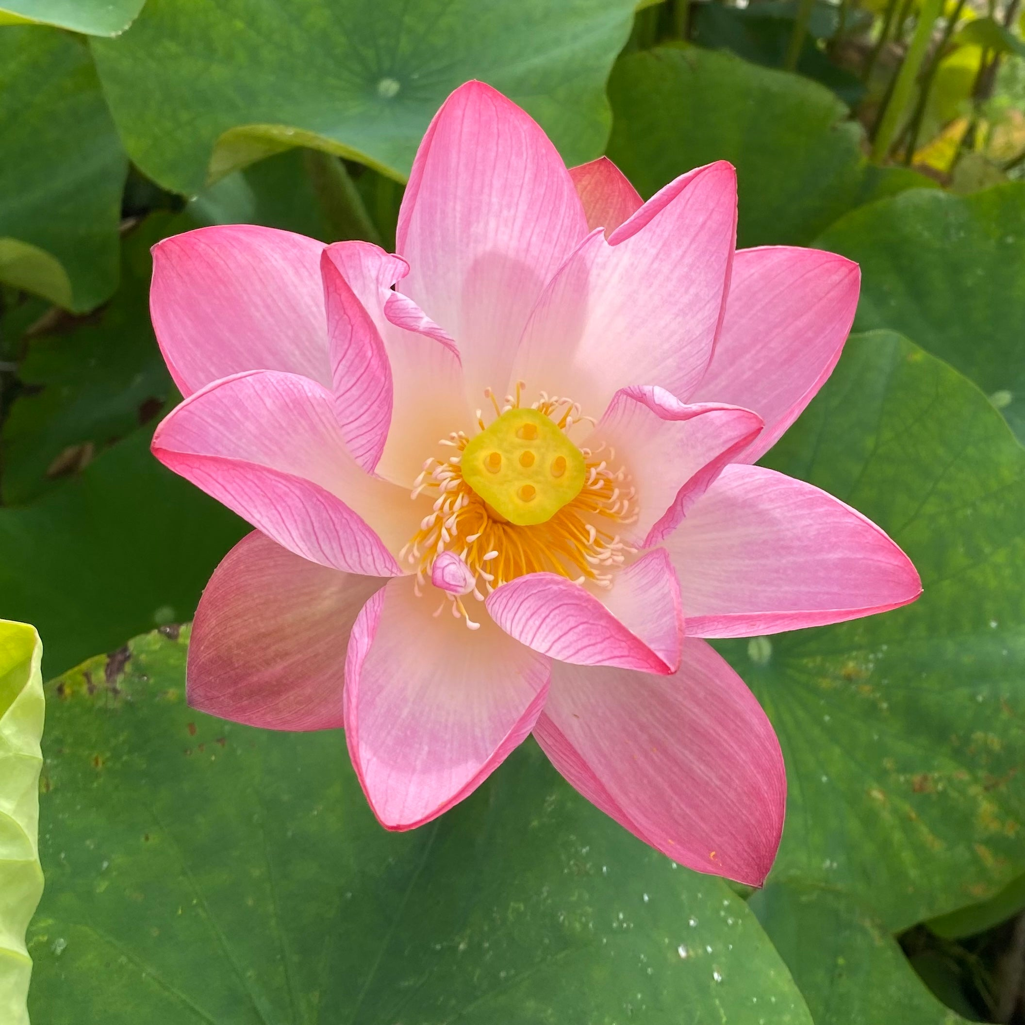 Lotus - Sacred Pink (Nelumbo nucifera speciosum) - Tub