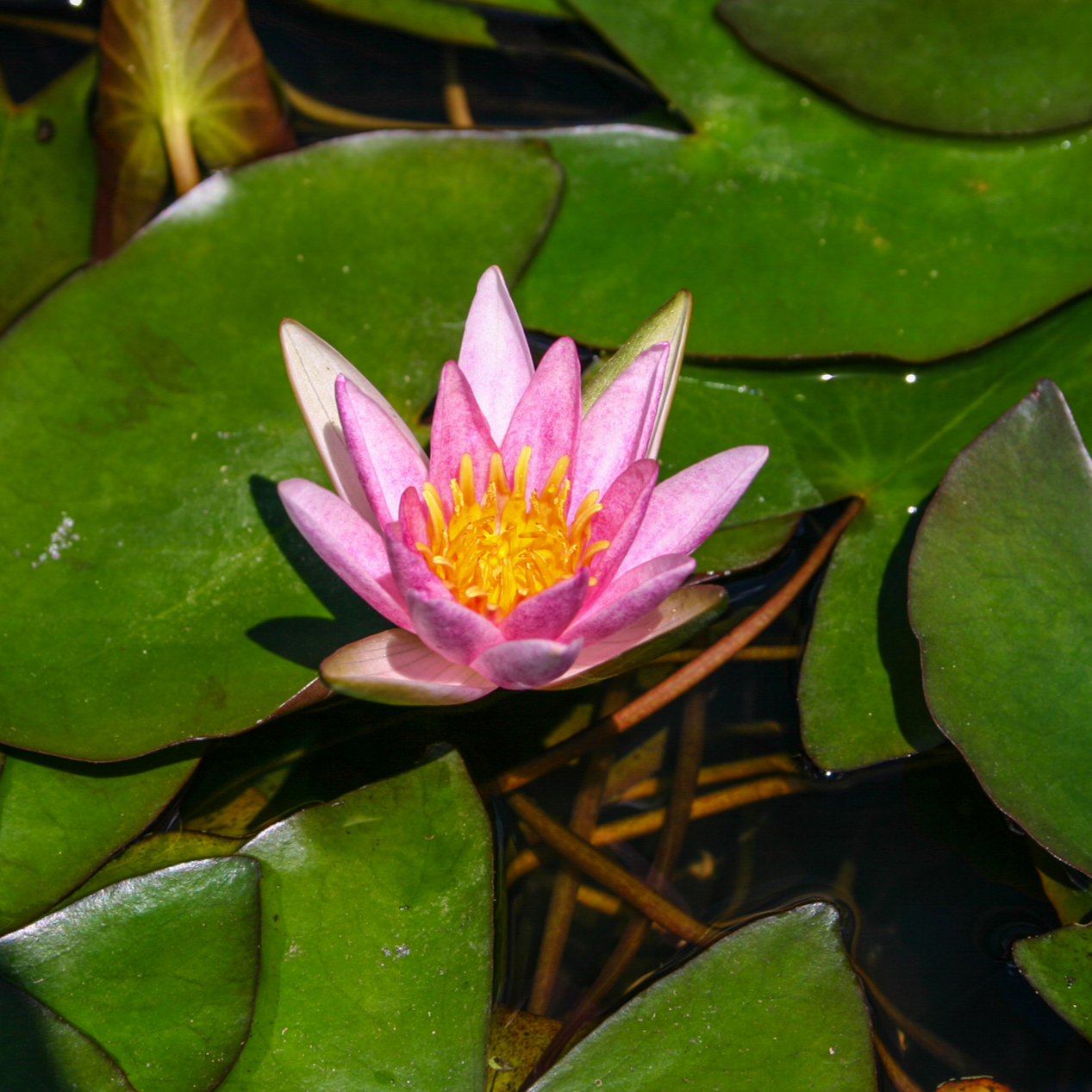 Hardy Water Lily (Dwarf) Pink 'Joanne Pring' (Nymphaea  'Joanne Pring') - 8" Pot