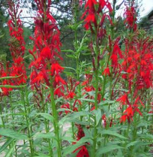 Cardinal Flower (Lobelia Cardinalis)