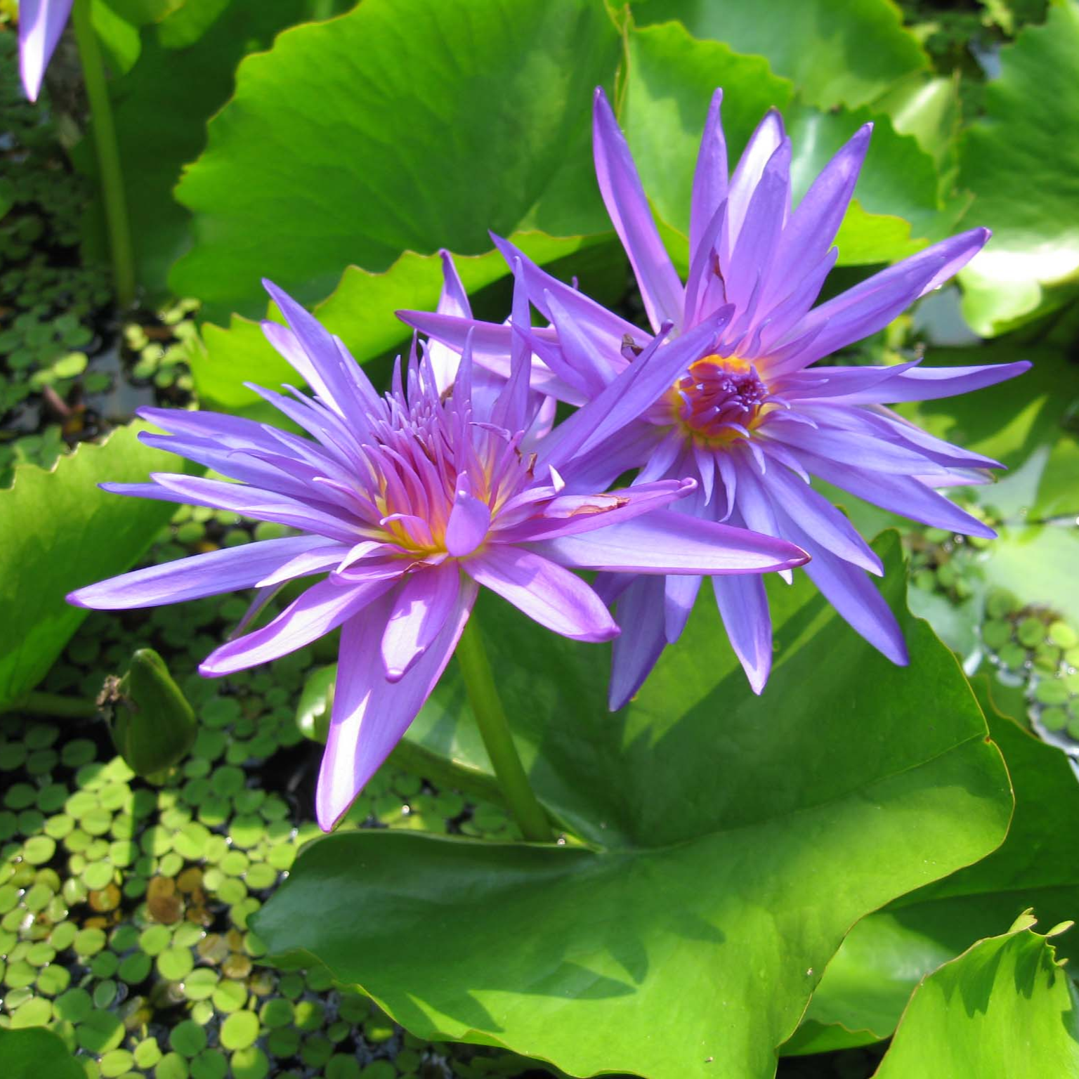 Tropical Water Lily 'Midnight' (Deep Violet) (Nymphaea 'Midnight') - 6" Pot