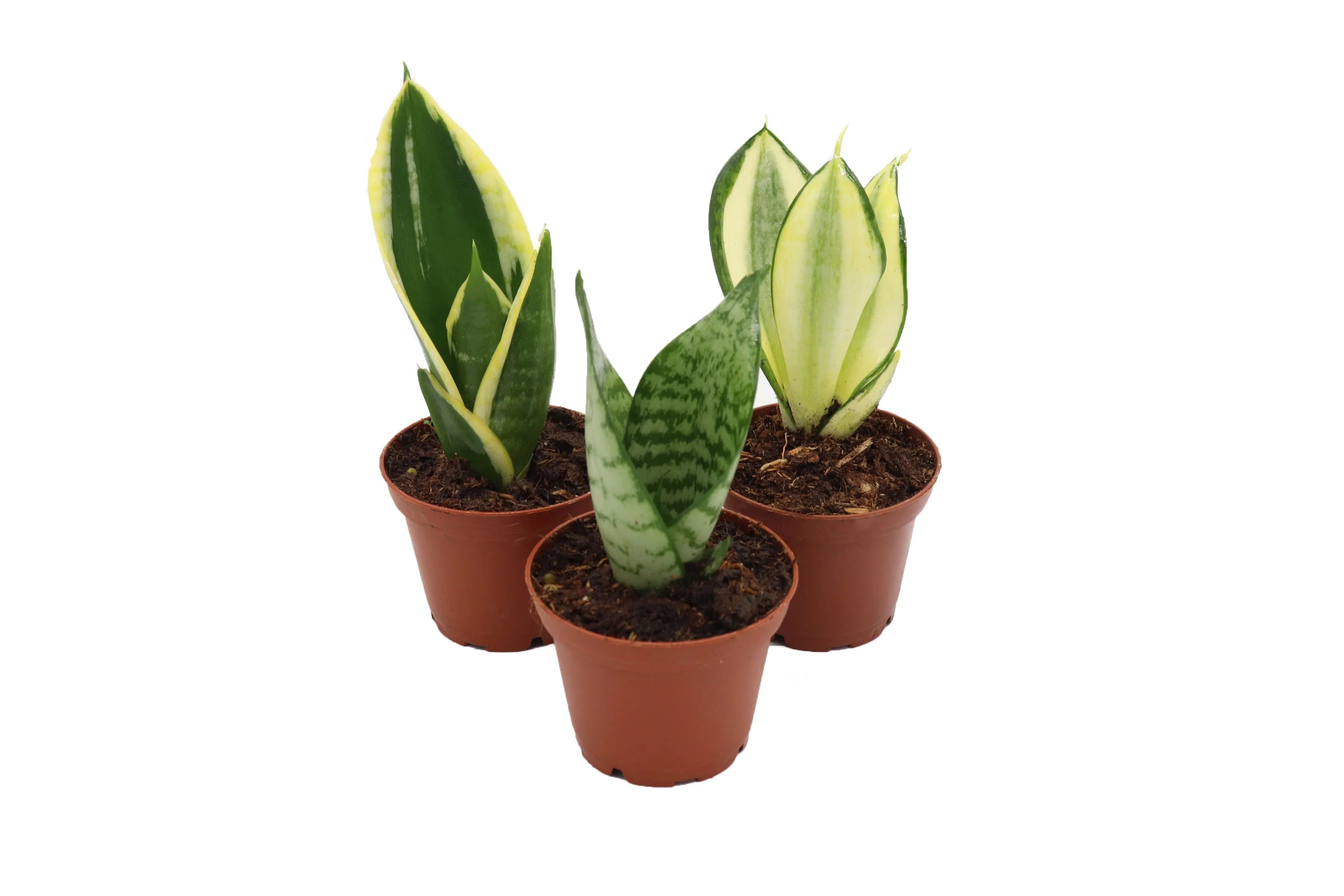 Assorted Snake Plant (Sansevieria - Assorted)