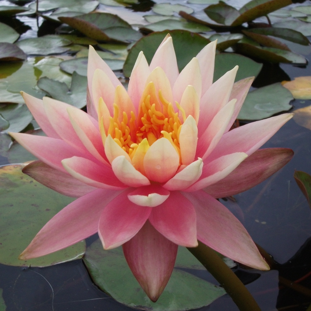 Hardy Water Lily Peach 'Barbara Dobbins' (Nymphaea 'Barbara Dobbins') - 8" Pot