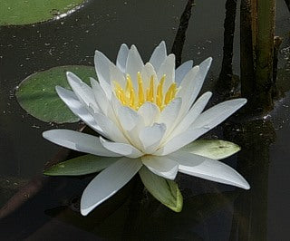 Hardy Water Lily White 'Native White' (Odorata)