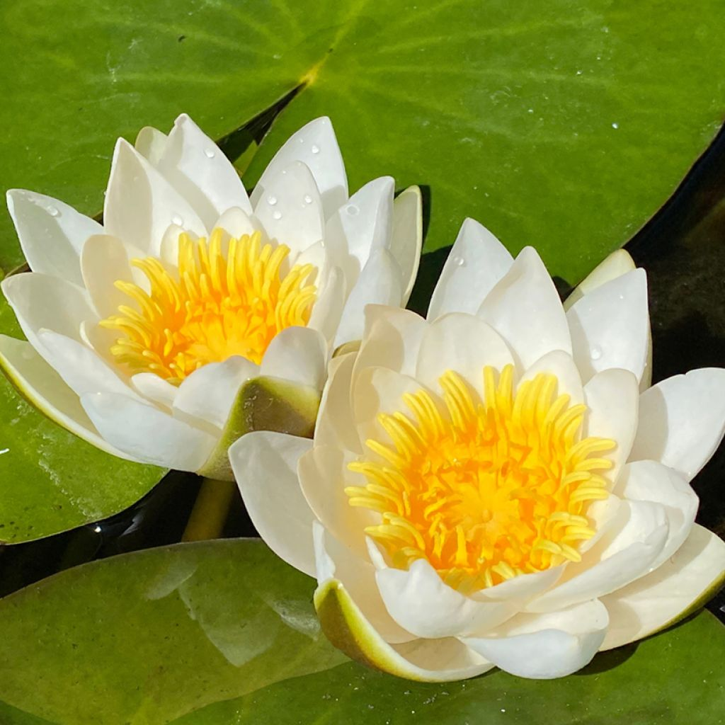 Hardy Water Lily White 'Candida' (Nymphaea 'Candida') - 8" Pot