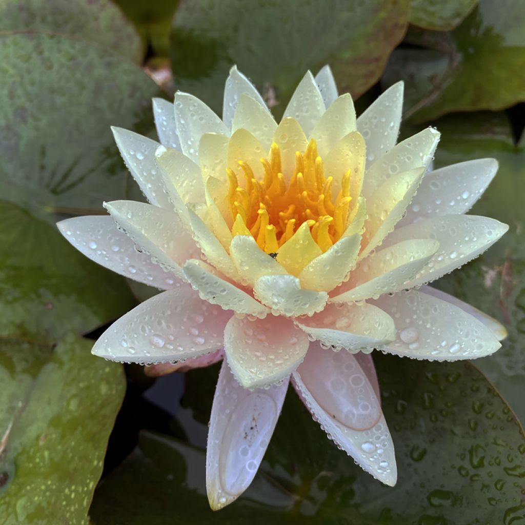 Hardy Water Lily Yellow 'Carolina Sunset' (Nymphaea 'Carolina Sunset') - 8" Pot