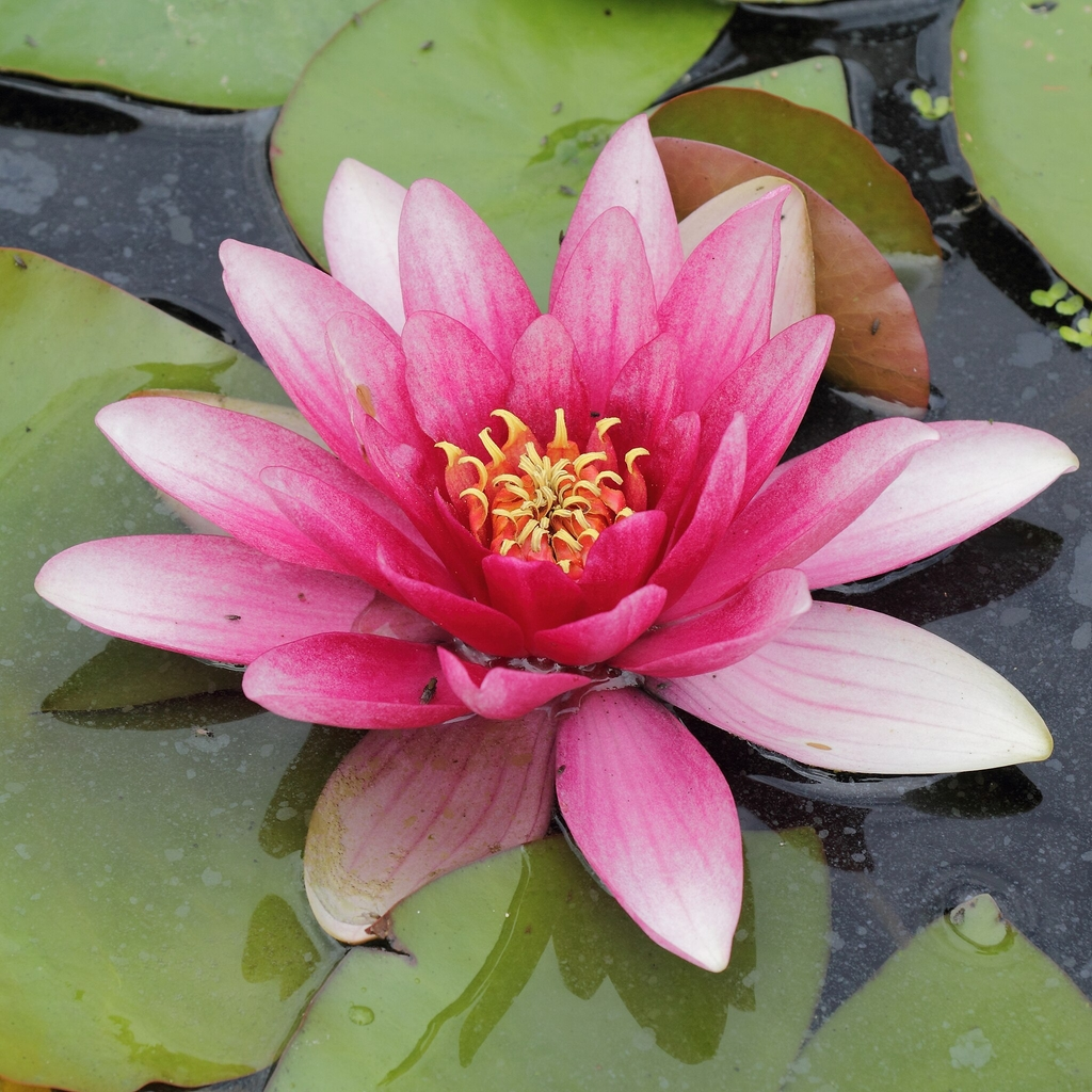 Hardy Water Lily Red 'Charles de Meurville' (Nymphaea 'Charles de Meurville') - 8" Pot