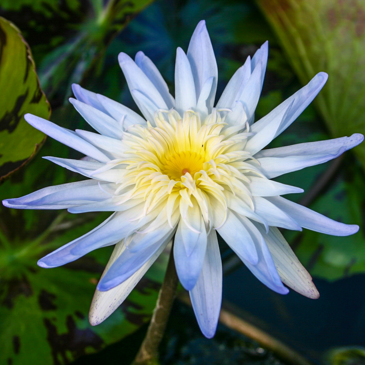 Tropical Water Lily 'Avalanche' (Light Blue) (Nymphaea 'Avalanche') - 6" Pot