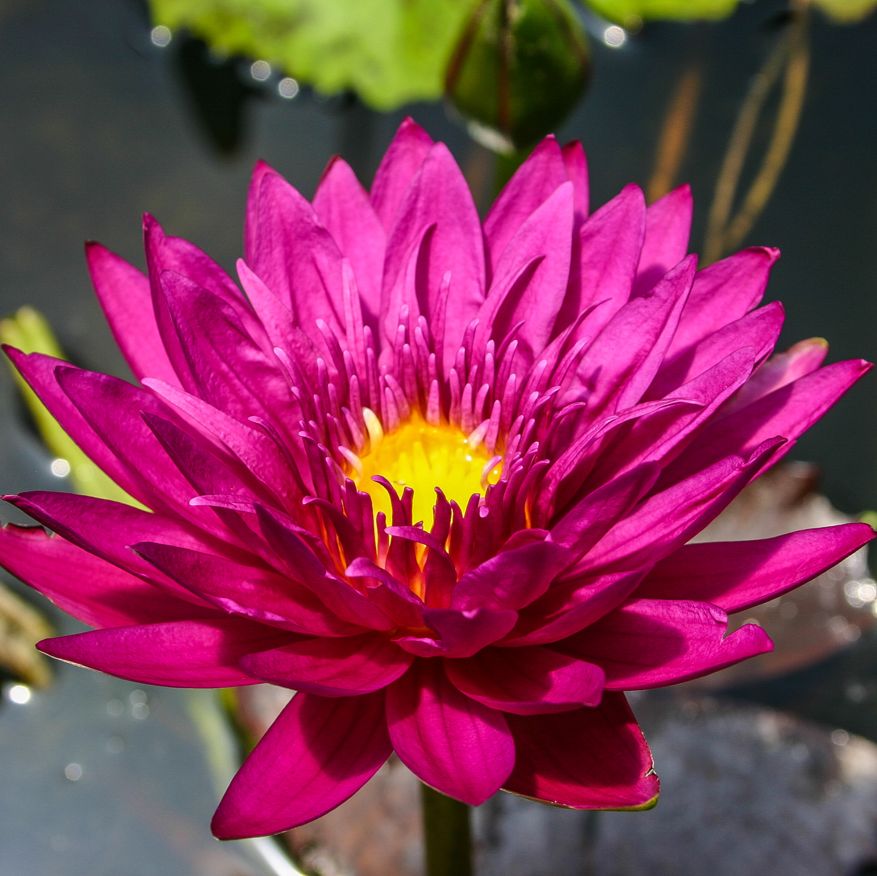 Close-up of a vibrant pink water lily with a yellow center on a pond.