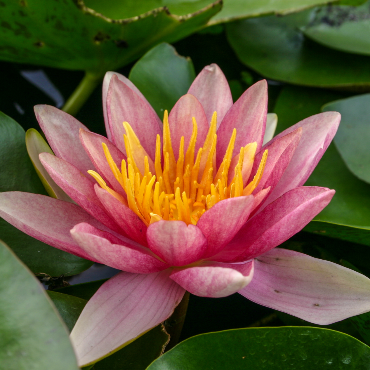 Hardy Water Lily Changeable 'Comanche' (Nymphaea 'Comanche') - 8" Pot