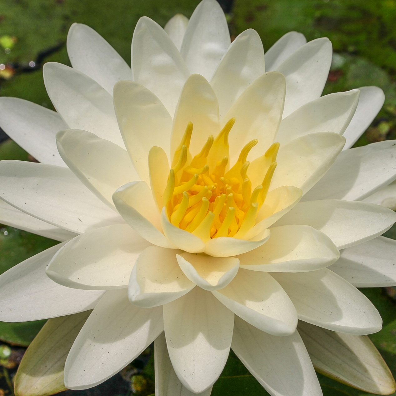 Hardy Water Lily Yellow 'Denver' (Nymphaea 'Denver') - 8" Pot