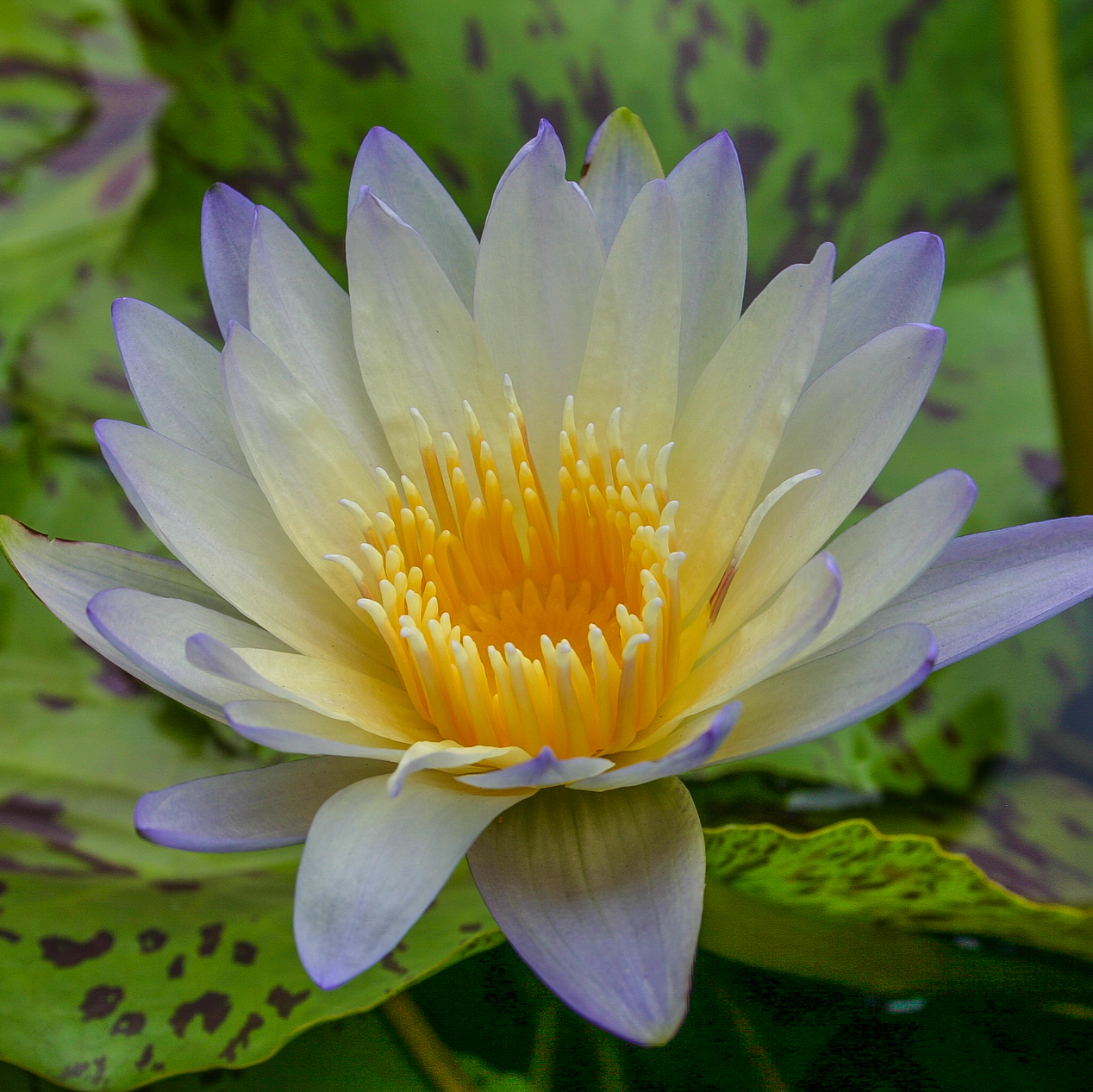 Tropical Water Lily 'Green Smoke' (Chartreuse & Smokey Blue) (Nymphaea 'Green Smoke') - 6" Pot
