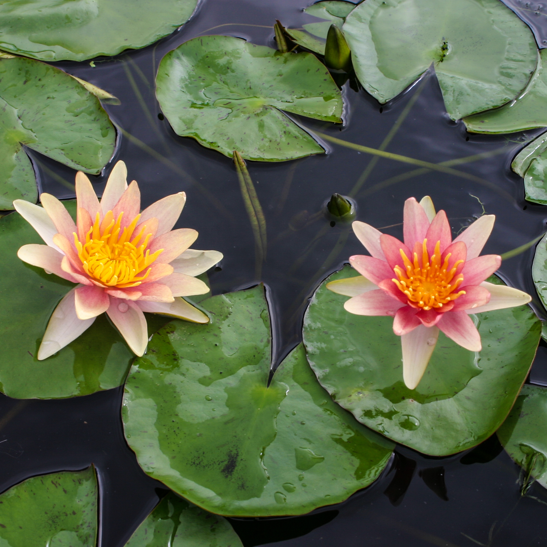 Hardy Water Lily Changeable 'Sioux' (Nymphaea 'Sioux') - 8" Pot