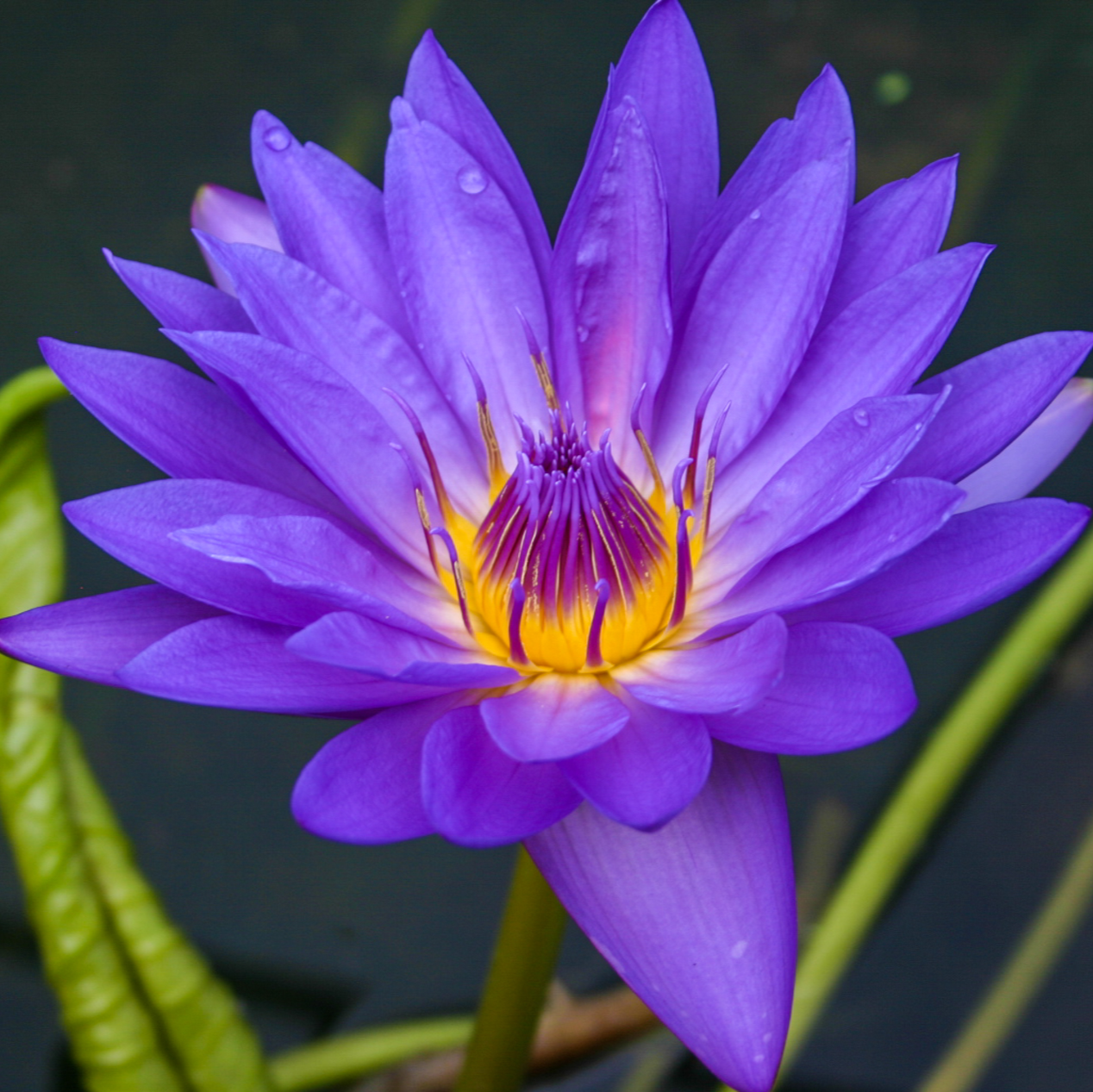 Tropical Water Lily  'William Mclane' (Blue) (Nymphaea 'William Mclane') - 6" Pot