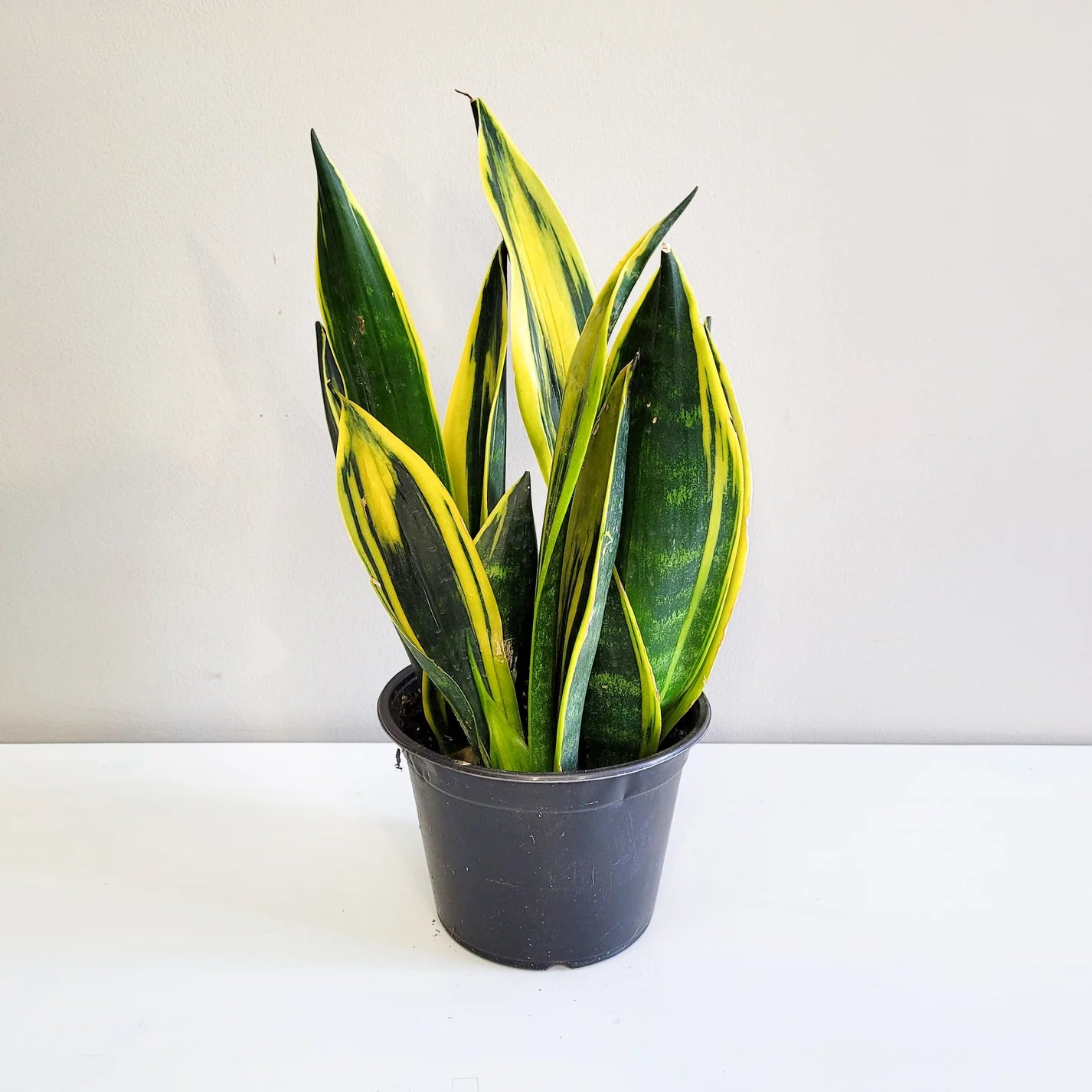 Snake Plant "Gold Flame" (Dracaena Sansevieria)