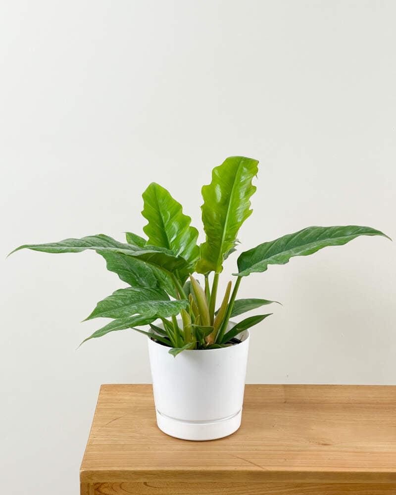 Philodendron 'Jungle Boogie' (Philodendron serratum)