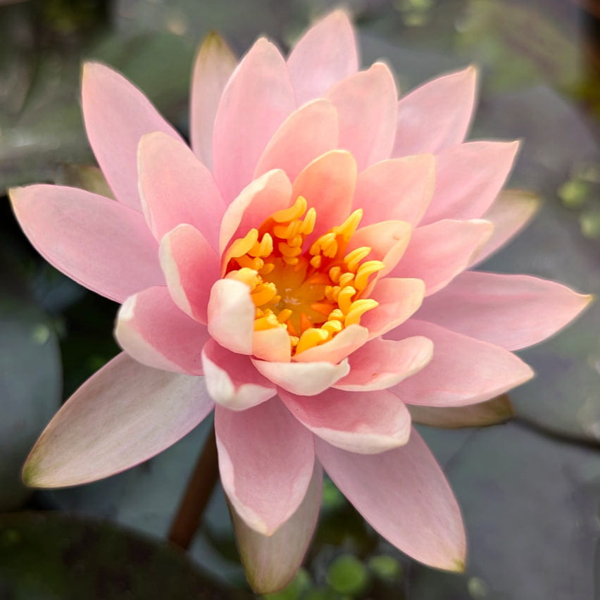 Hardy Water Lily Pink 'Pink Grapefruit' (Nymphaea ' Pink Grapefreuit') - 8" Pot