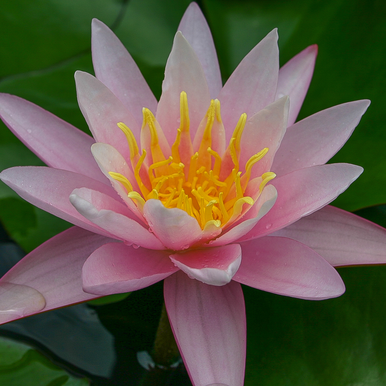 Hardy Water Lily Pink 'Pink Sensation' (Nymphaea 'Pink Sensation') - 8" Pot