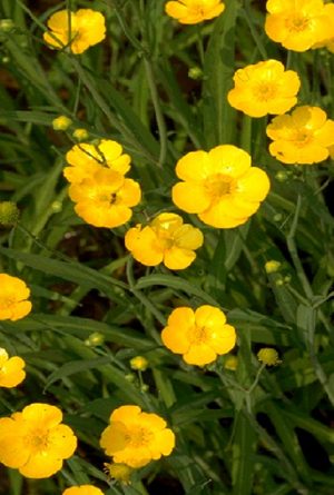 Spearwort (Ranunculus lingua grandiflora)