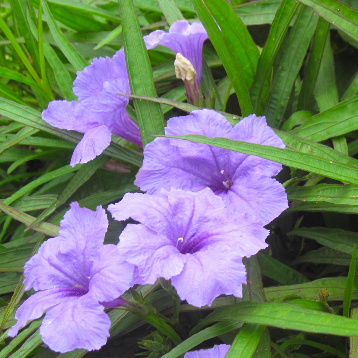 Dwarf Blue Bells (Ruellia brittoniana) - 5.5" Pot