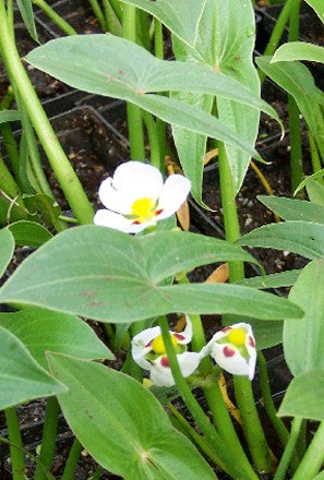 Ruby-Eyed Arrowhead (Sagittaria montevidensis)