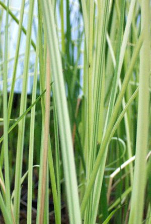 White Rush (Iris pseudacorus)