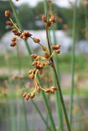 Bulrush (Scirpus lacustris)