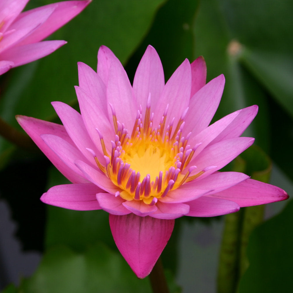 Tropical Water Lily 'Shirley Byrne' (Pink) (Nymphaea 'Shirley Byrne') - 6" Pot