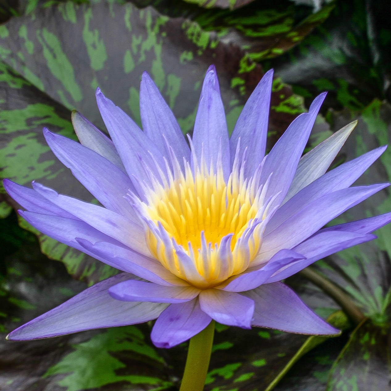 Tropical Water Lily 'Star of Siam' (Dark Blue) (Nymphaea 'Star of Siam') - 6" Pot