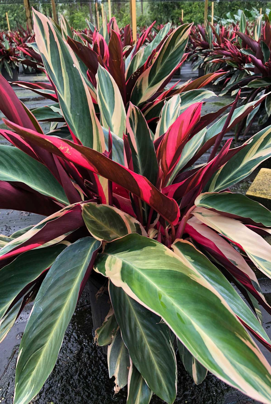 Triostar Prayer Plant (Stromanthe sanguinea)