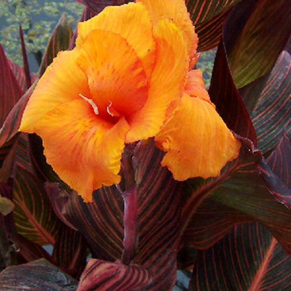 Canna 'African Sunset' (Canna sp.)